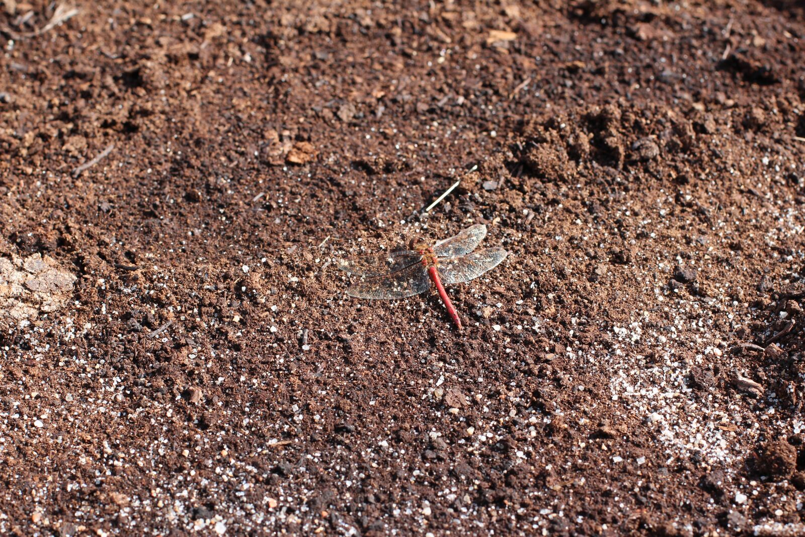 Canon EOS 600D (Rebel EOS T3i / EOS Kiss X5) + Canon EF 50mm F1.4 USM sample photo. Earth, dragonfly, brown photography