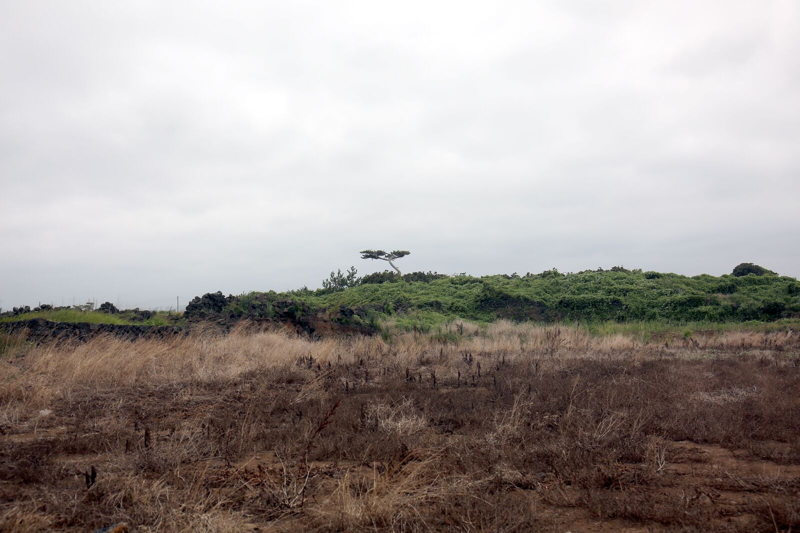 Canon EF 24-70mm F4L IS USM sample photo. Jeju coastal road, jeju photography