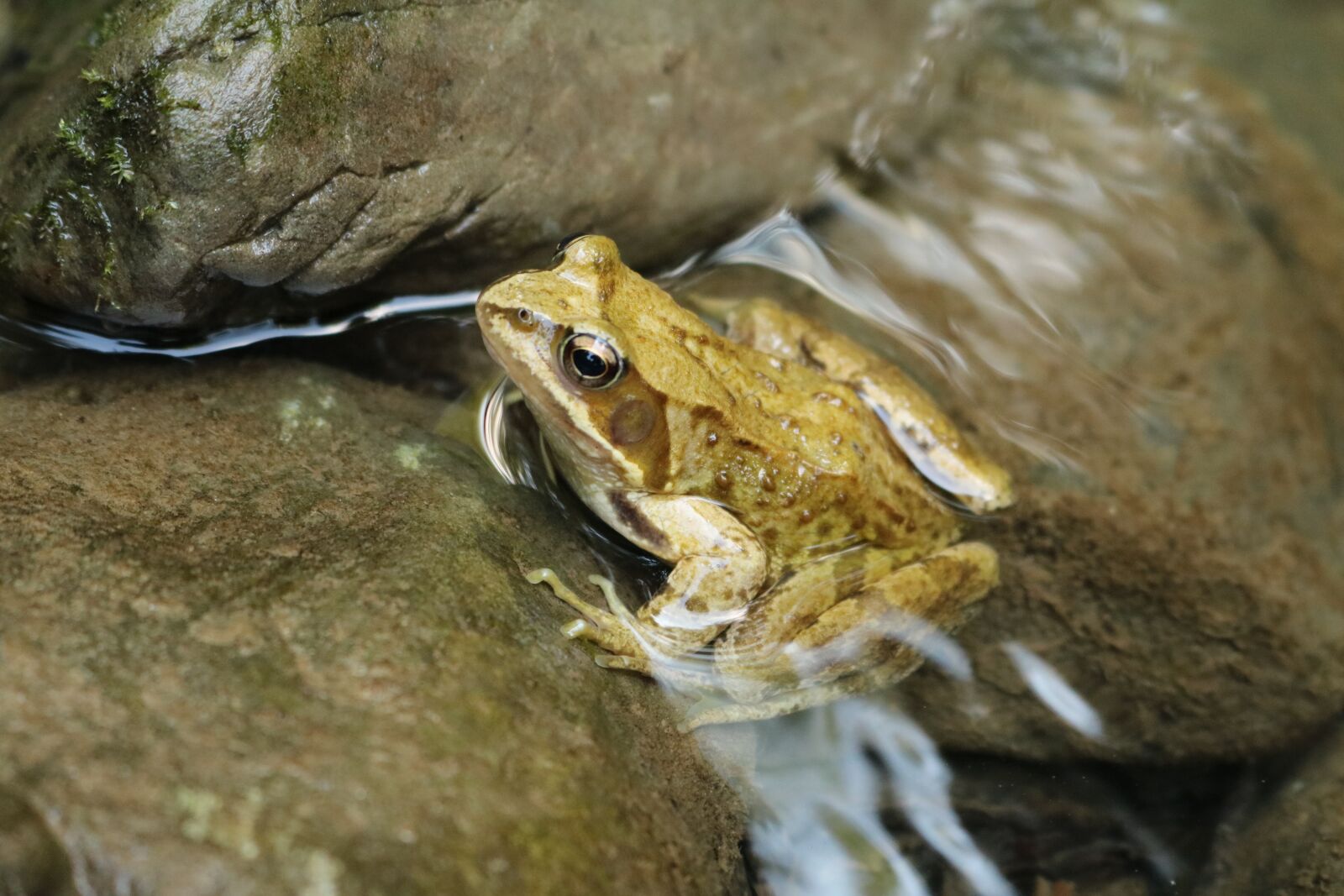 Canon EOS 760D (EOS Rebel T6s / EOS 8000D) sample photo. The frog, water, river photography