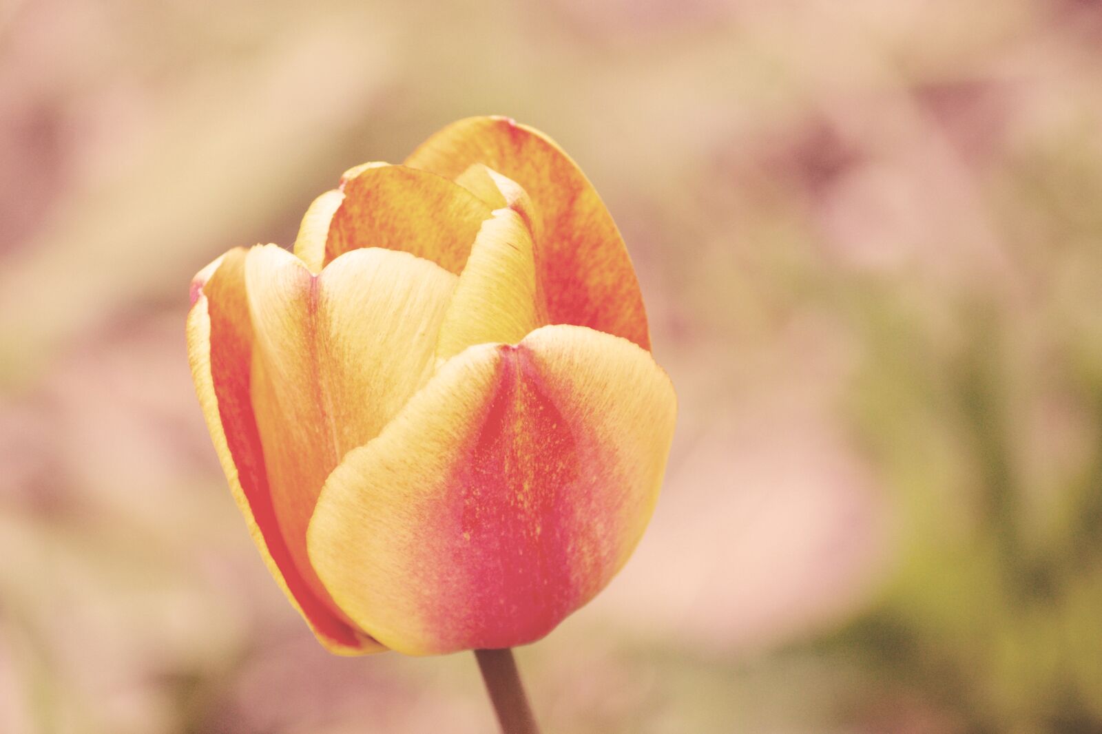 Canon EOS 1100D (EOS Rebel T3 / EOS Kiss X50) sample photo. Vintage, blossom, bloom photography