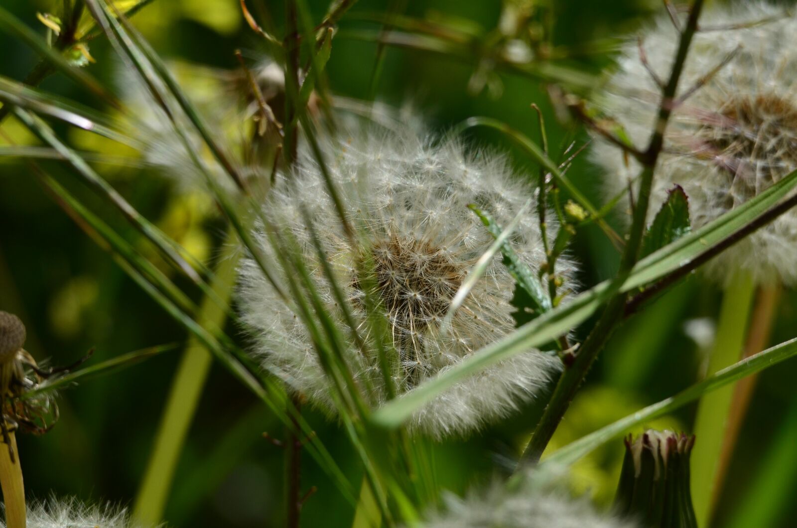 Nikon D7000 sample photo. Dandelion, flower, nature photography