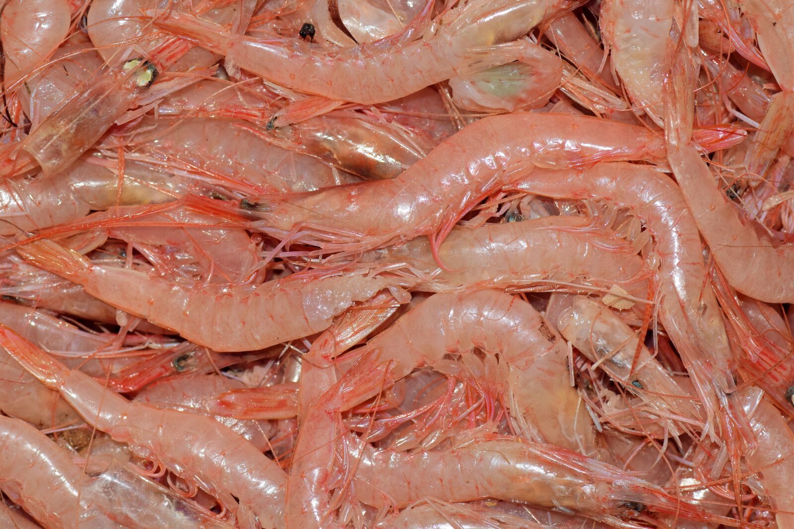 Nikon D3300 sample photo. Crabs, shrimp, small shrimp photography