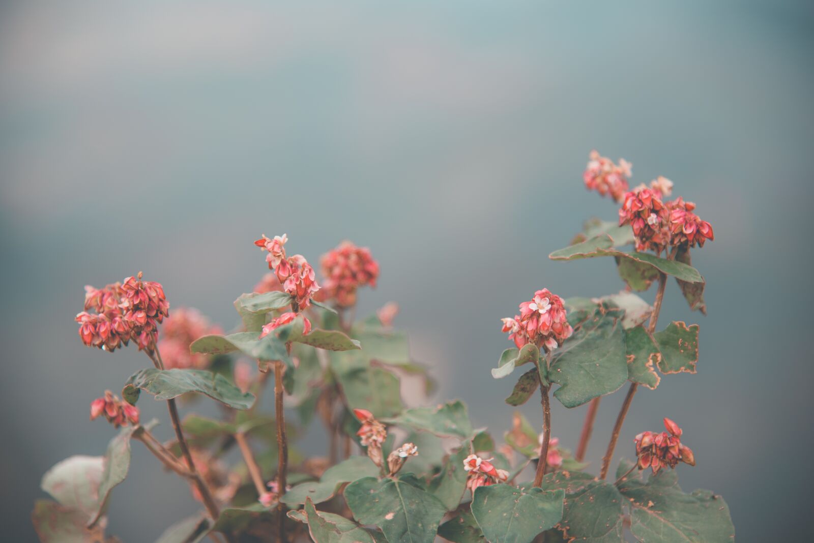 Nikon D750 sample photo. Flower, red, pink photography