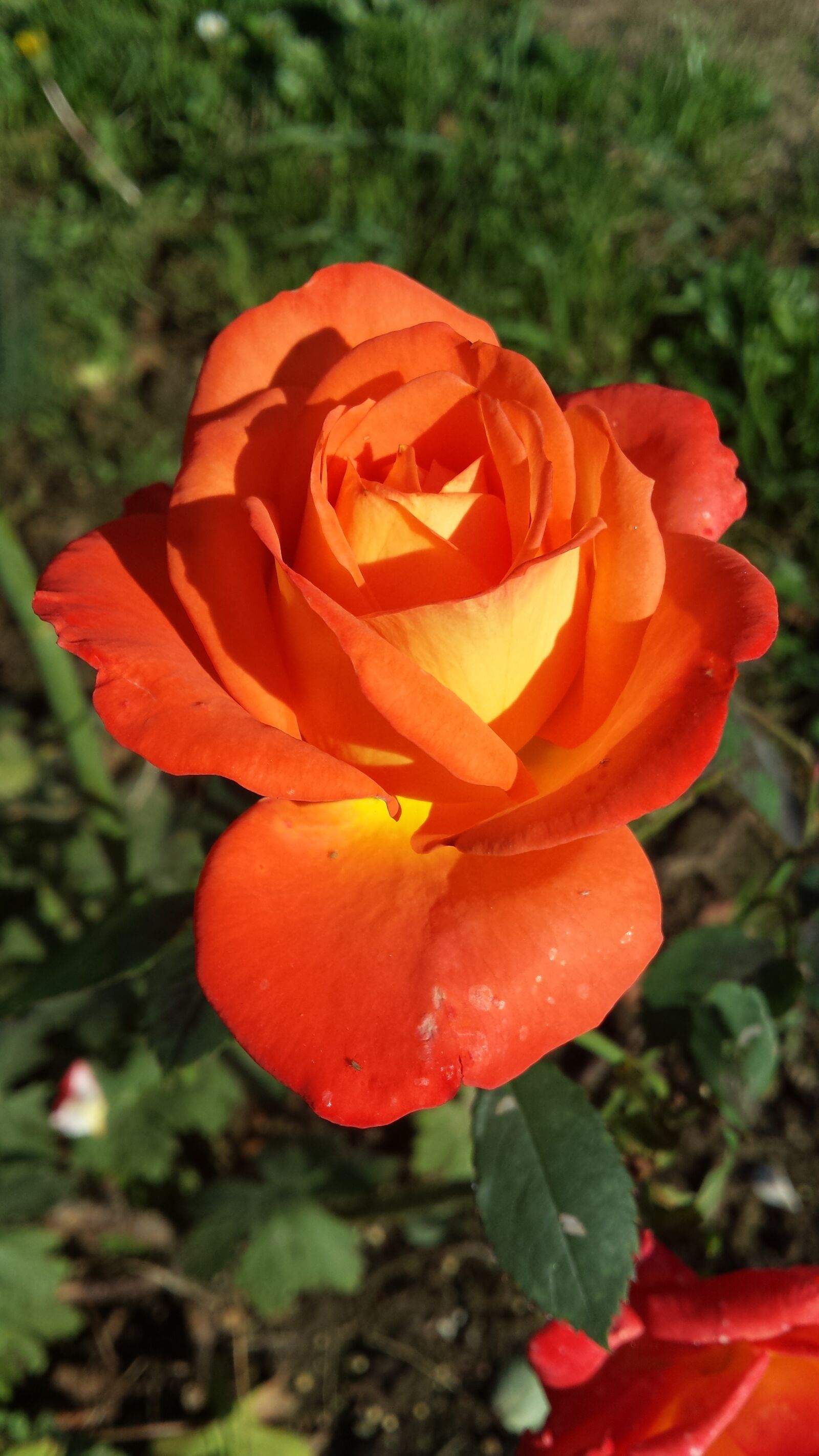 Samsung Galaxy S4 sample photo. Rose, orange, flower photography