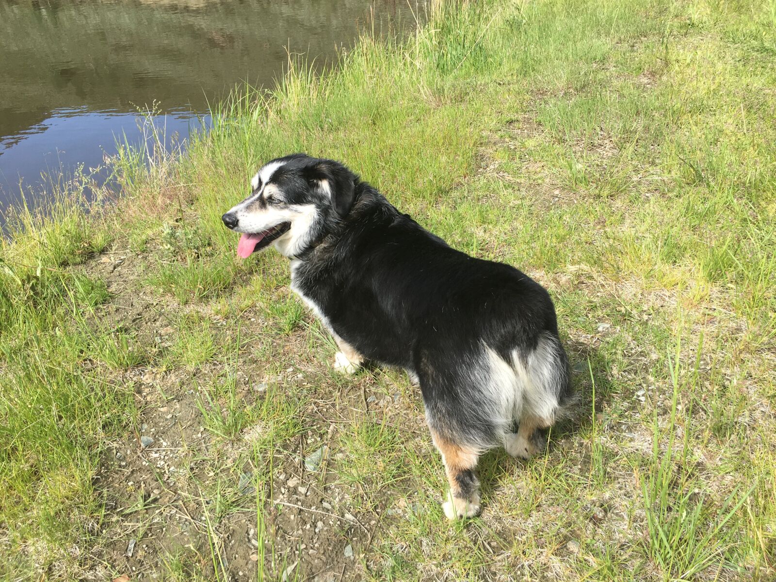iPhone 6s Plus back camera 4.15mm f/2.2 sample photo. Dog, animals, corgi photography