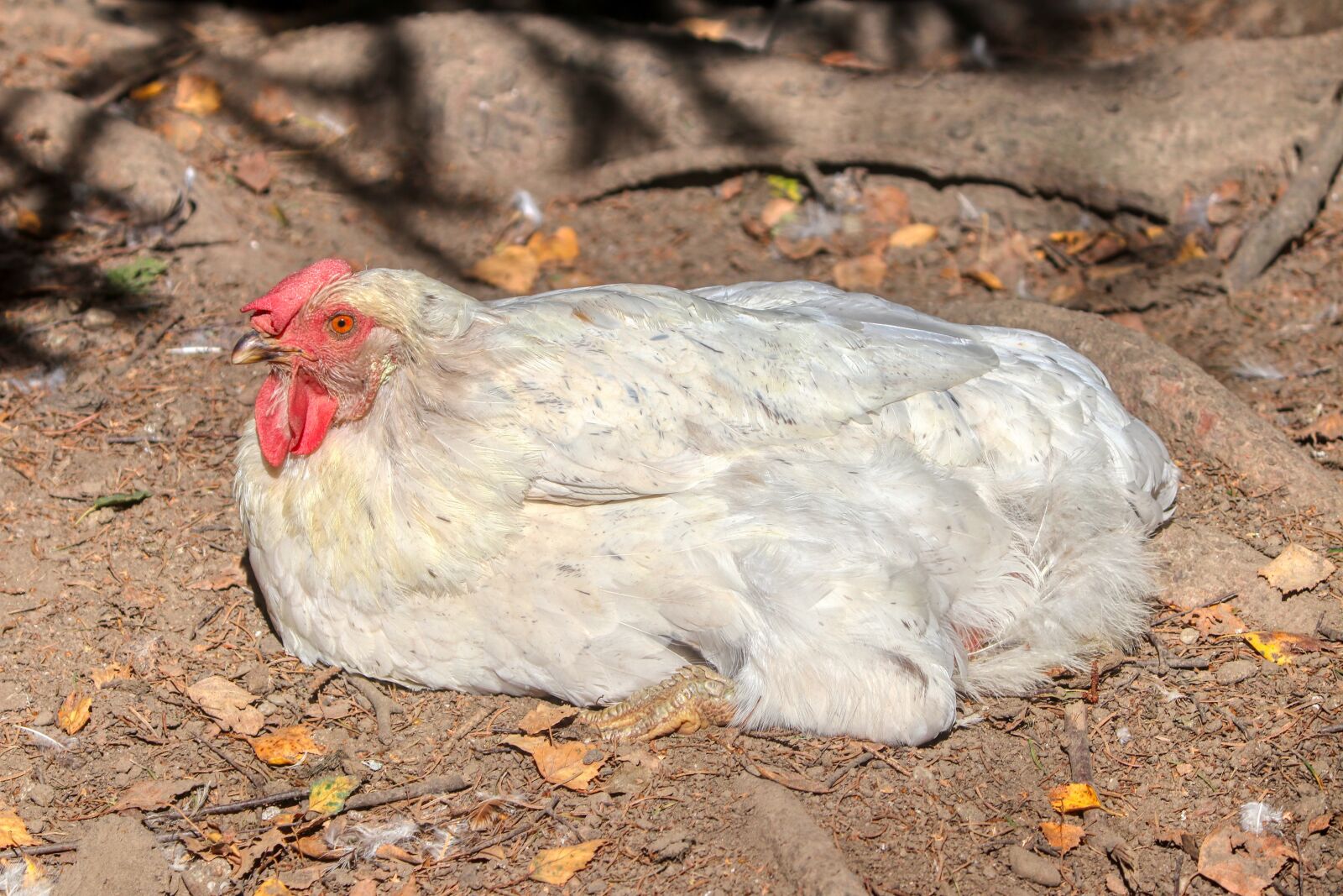 Canon EOS 80D sample photo. Chicken, white, egg photography