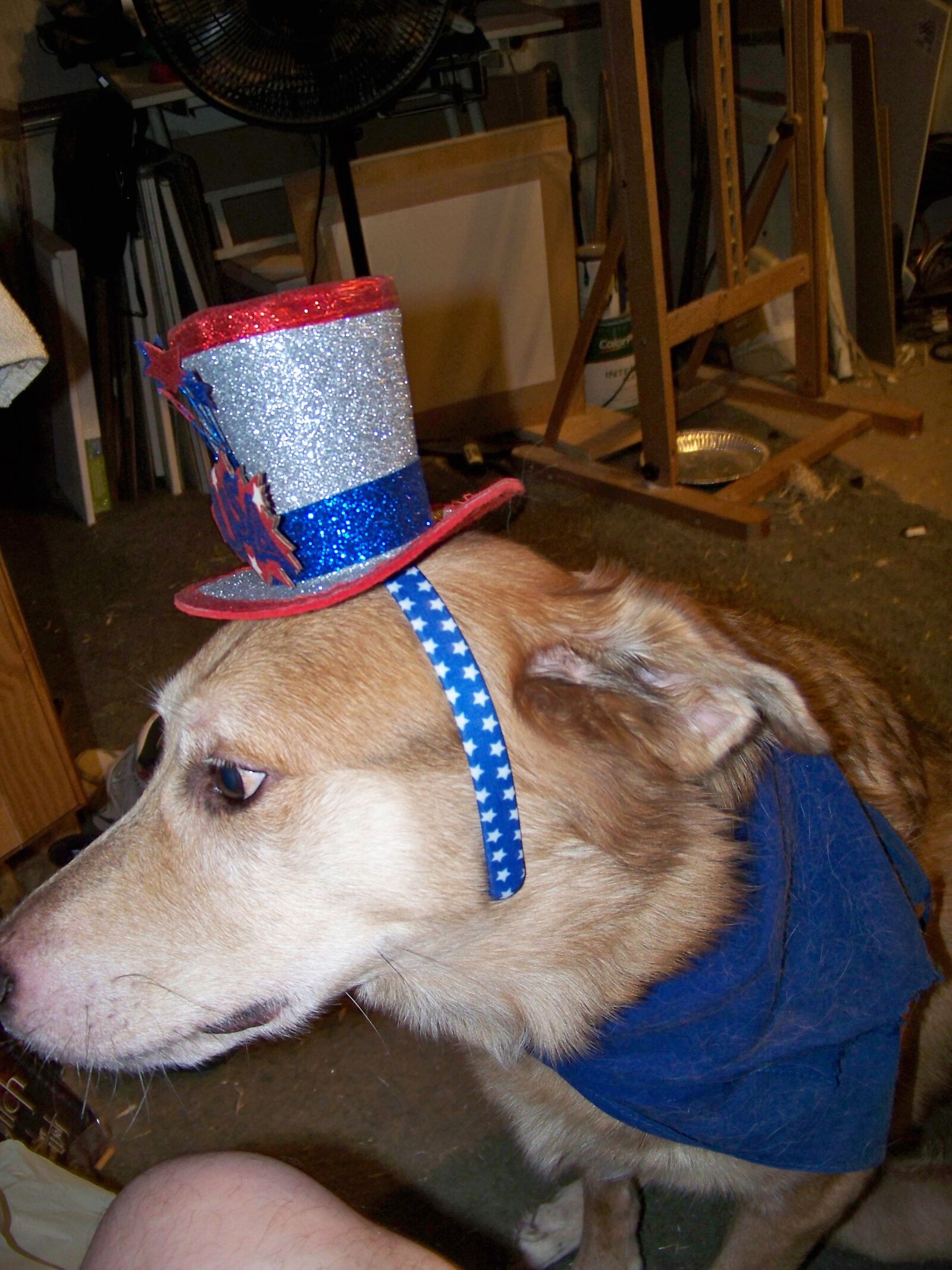 Kodak EASYSHARE Z1012 IS DIGITAL CAMERA sample photo. Dog1, golden, lab photography