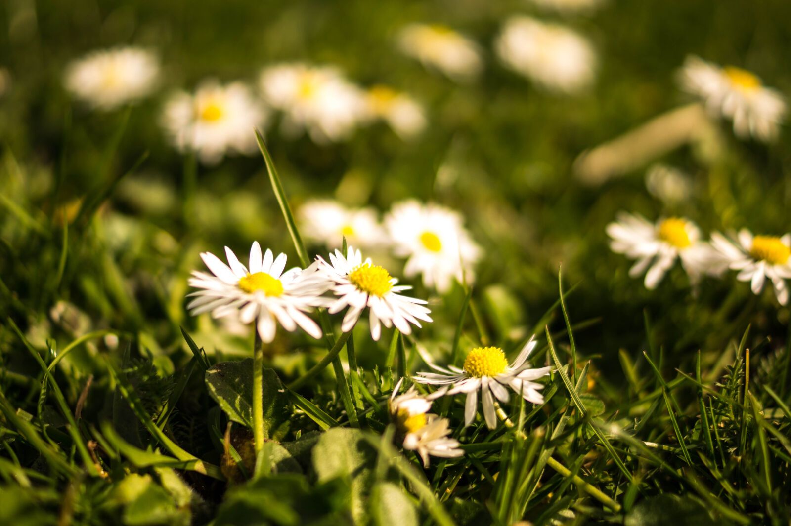 Sony DT 35mm F1.8 SAM sample photo. Flowers, summer, grass, meadow photography
