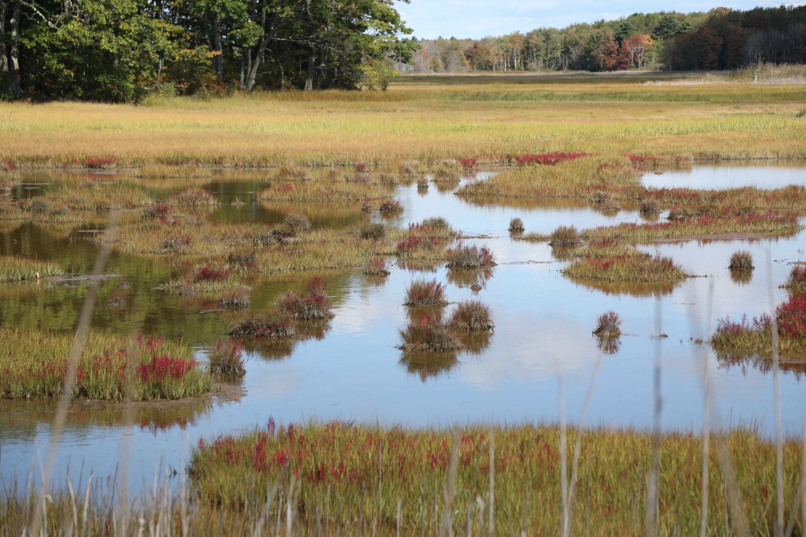 Canon EOS 5D Mark IV sample photo. Scarborough, maine, marsh photography