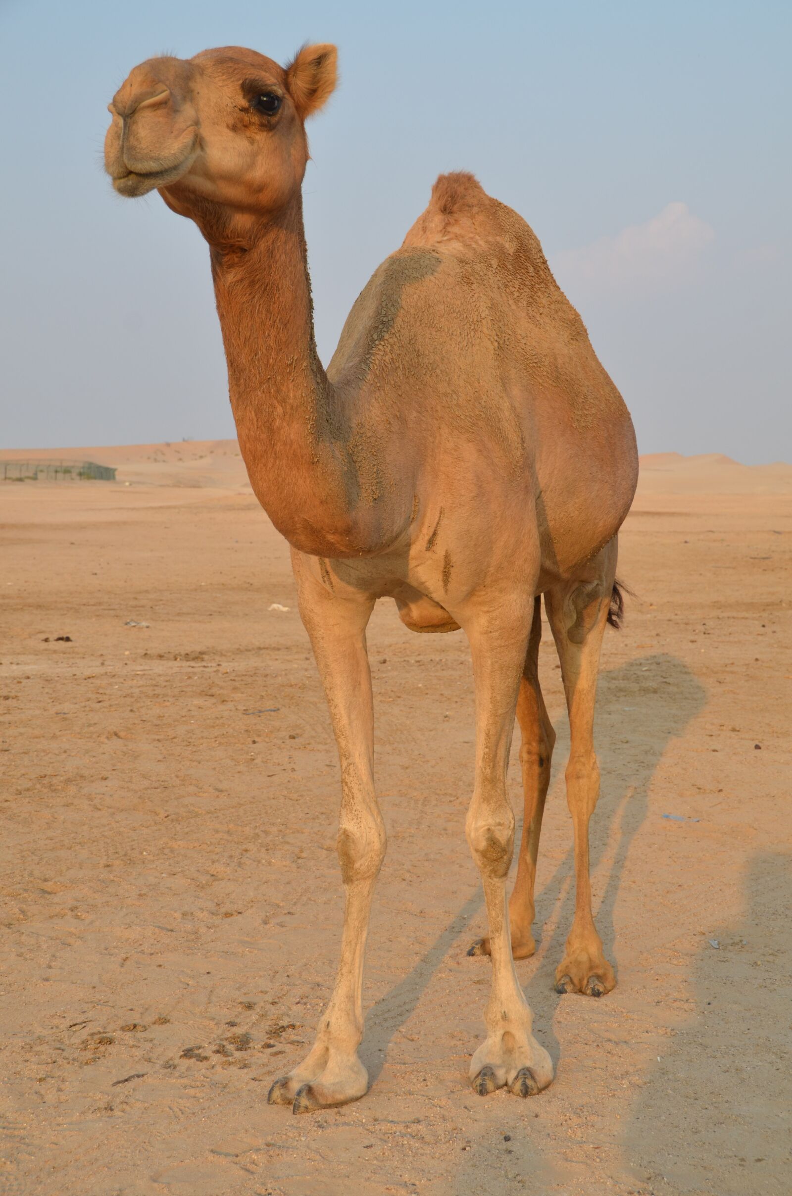 Nikon D7000 sample photo. Camel, sand, desert photography