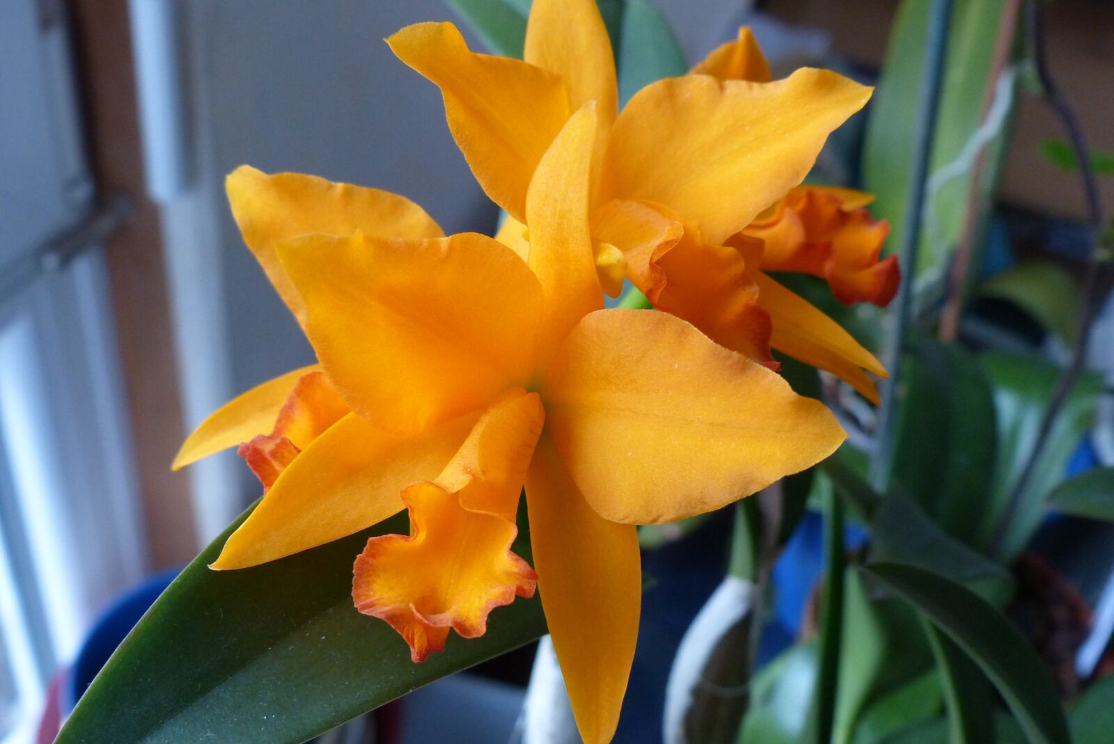 Panasonic Lumix DMC-FZ200 sample photo. Cattleya, hybrid, orchid photography