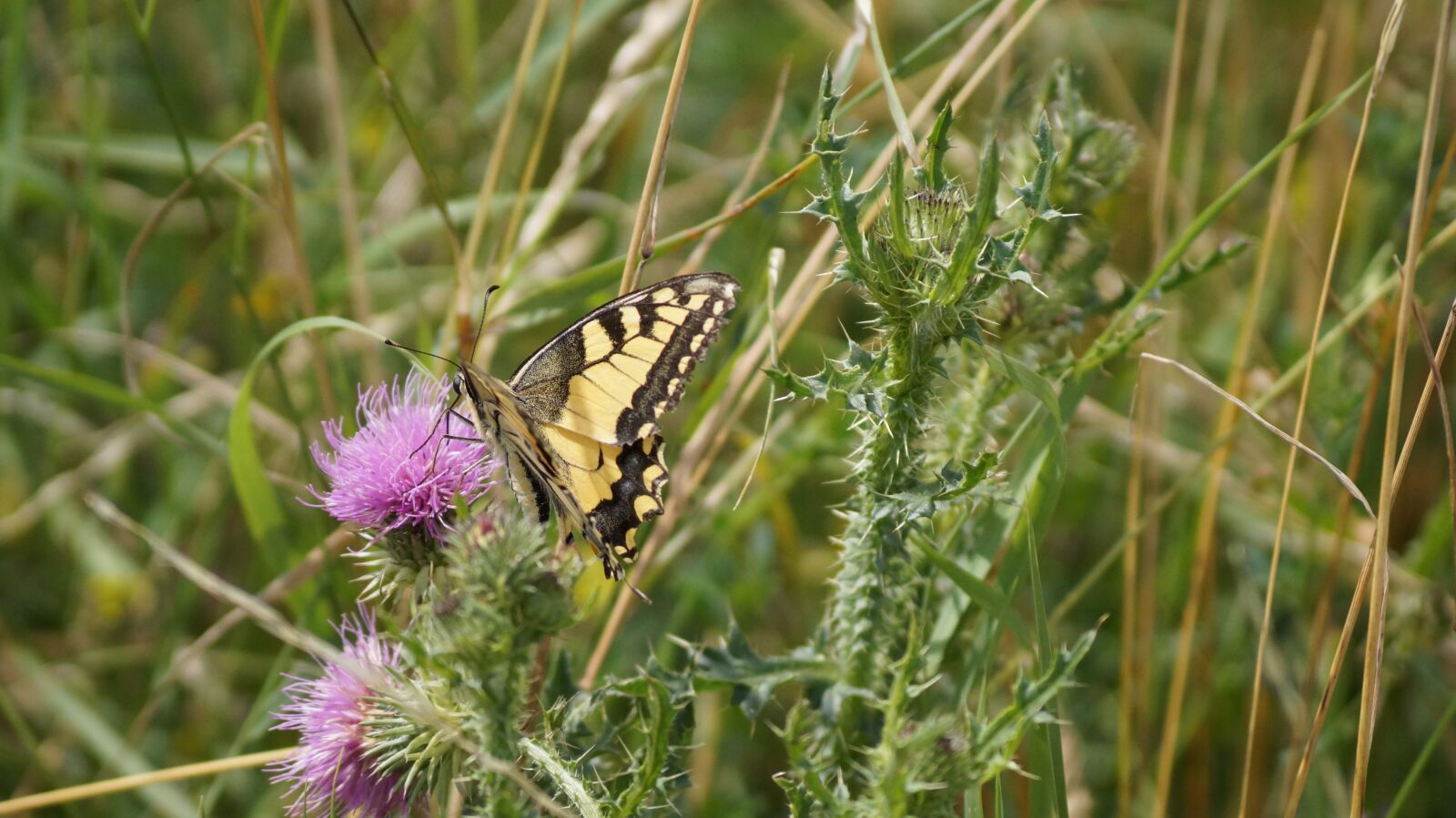 Sony SLT-A58 + Sony DT 55-200mm F4-5.6 SAM sample photo. Thistle, nature, butterfly photography
