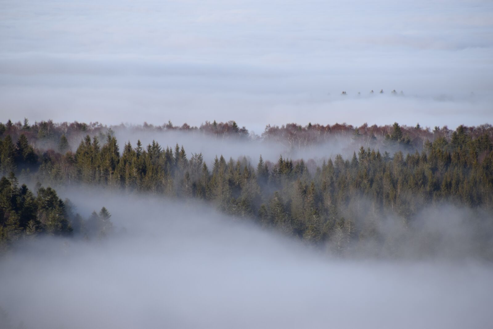 Nikon D5300 sample photo. Mist, forest, fir photography