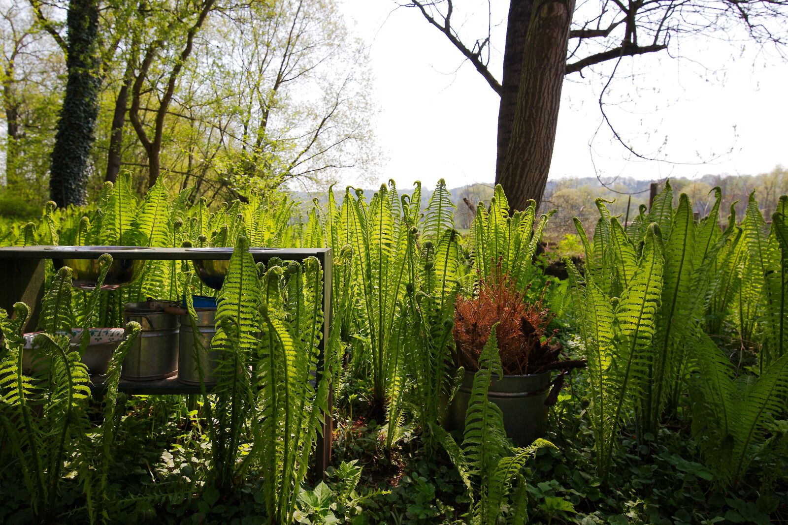 Canon EOS 6D sample photo. Nature, wood, plant photography