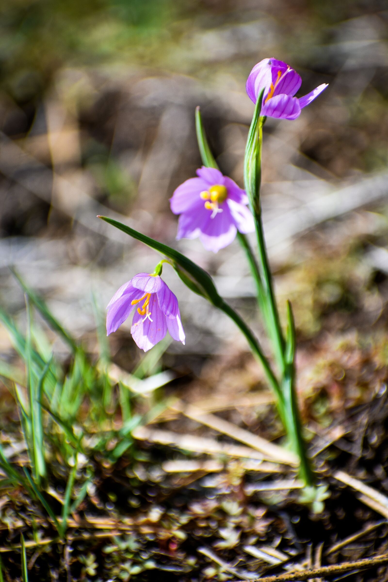 Nikon D3400 sample photo. Flower, wild, meadow photography