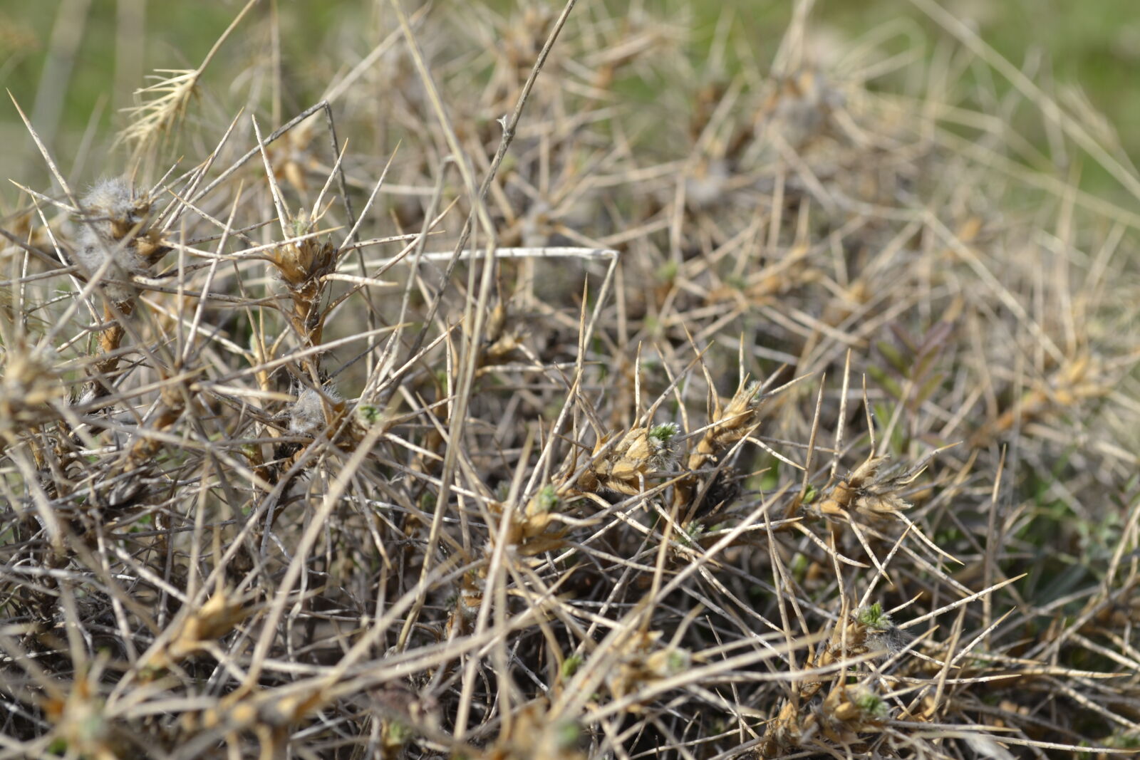 Nikon D3100 sample photo