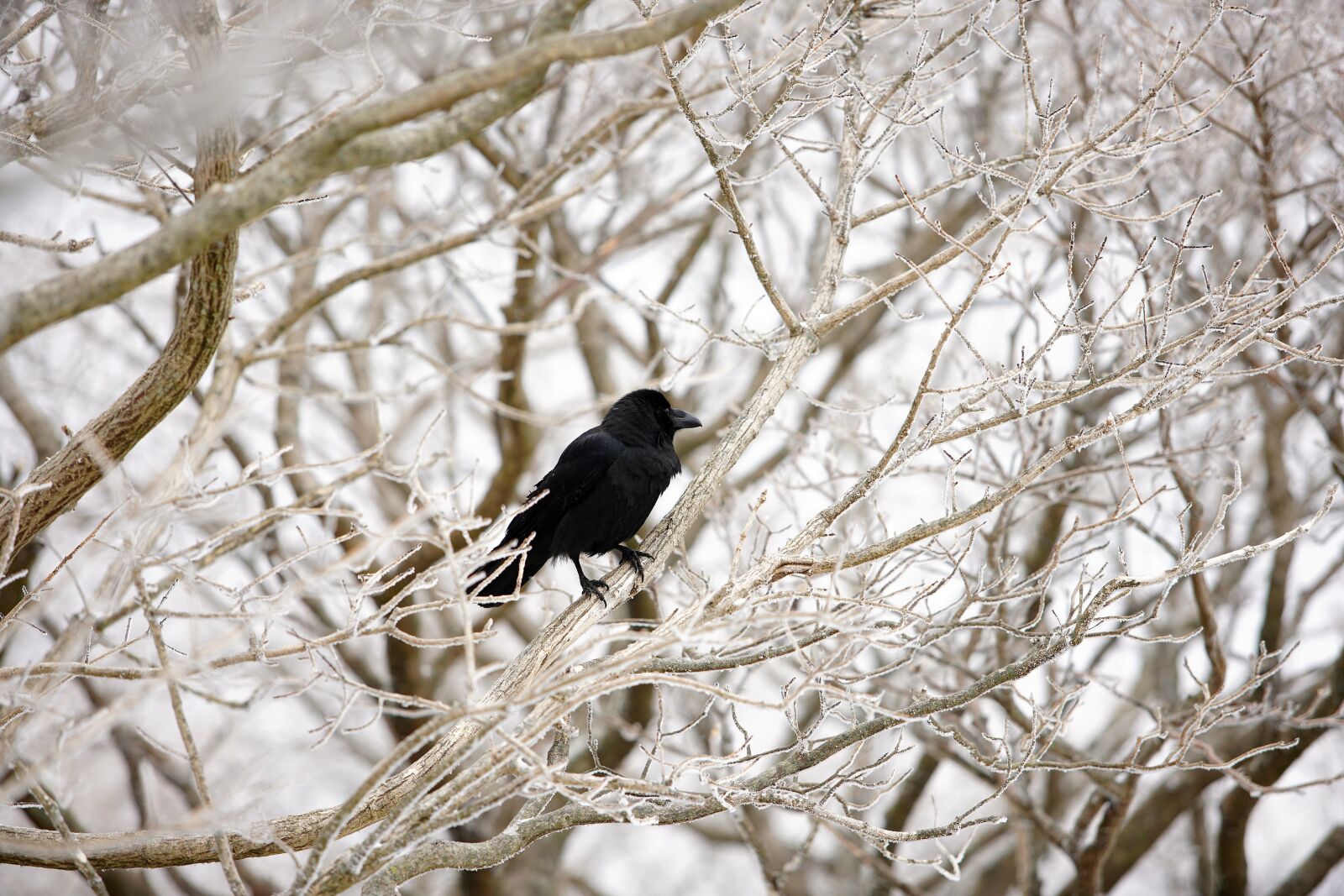 Canon EF 70-200mm F2.8L USM sample photo. Snow, white, winter photography