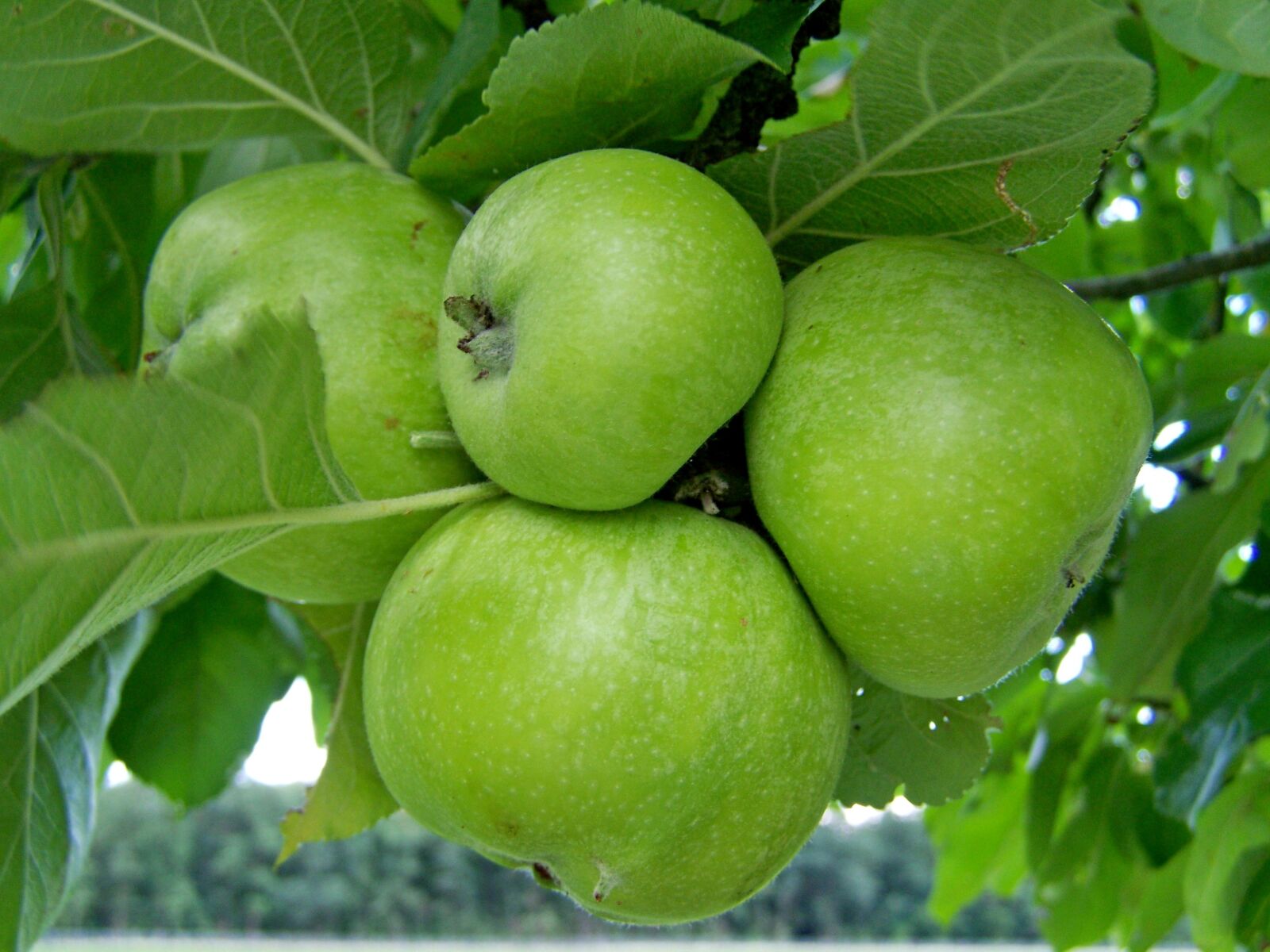 Kodak EASYSHARE ZD710 ZOOM DIGITAL CAMERA sample photo. Apple, green, immature fruit photography