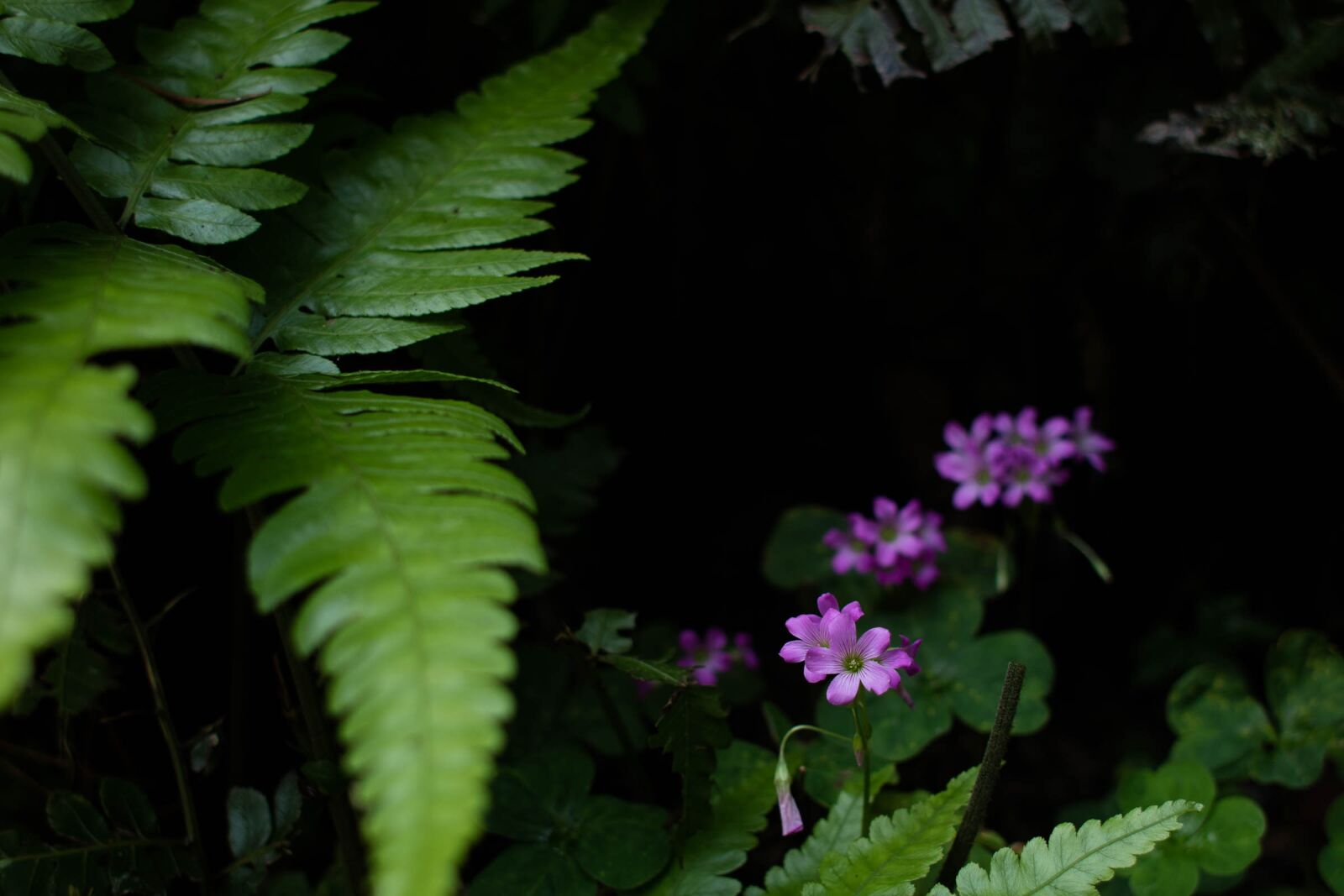 Canon EOS M3 + Canon EF 28mm F1.8 USM sample photo. Plant, blossom, nature photography