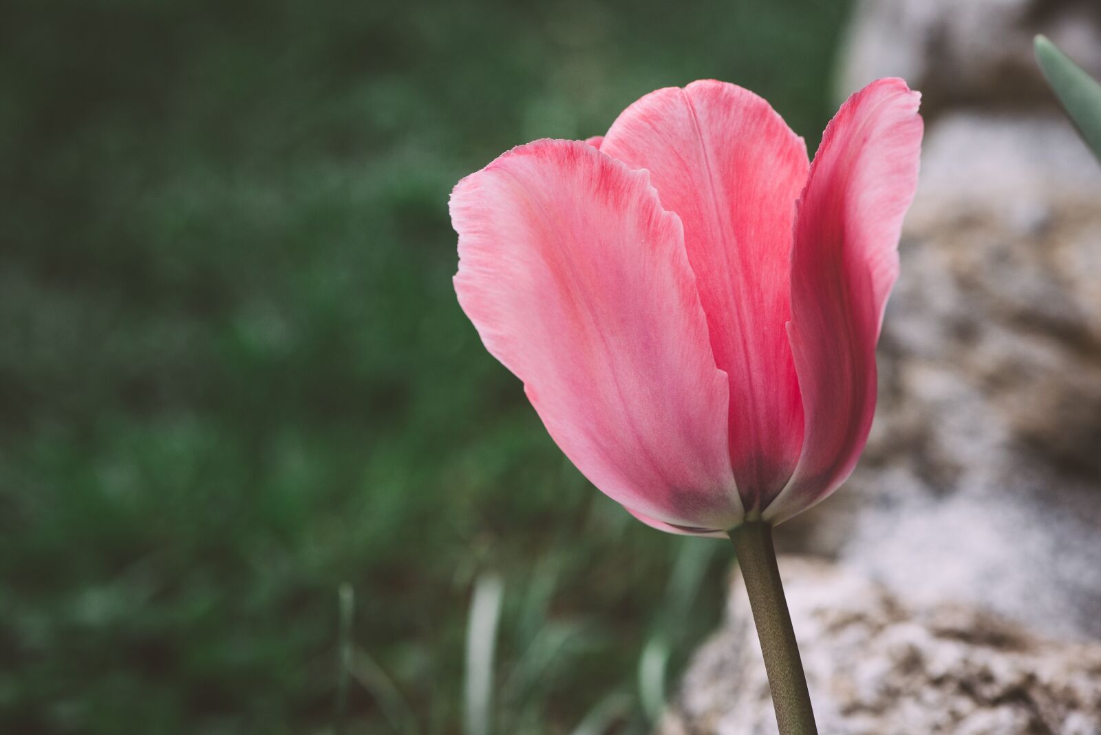 Nikon D750 sample photo. Tulip, flower, blossom photography