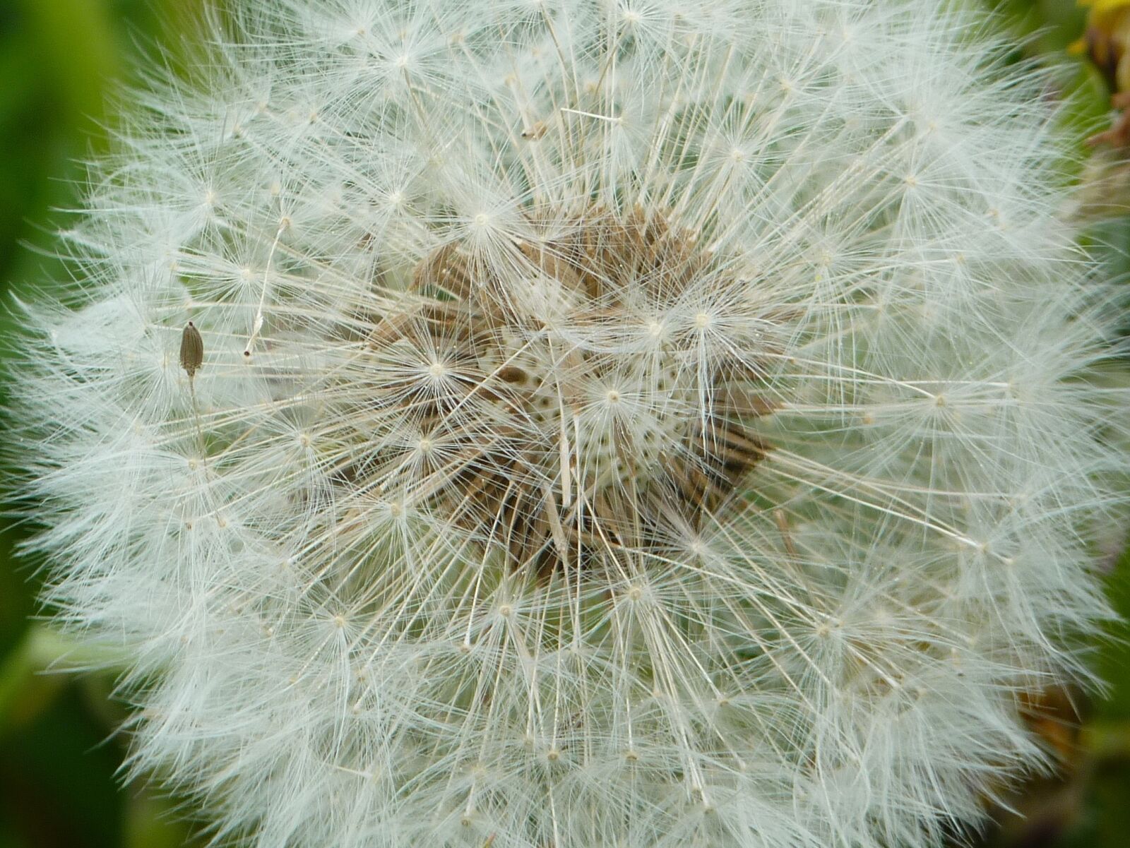 Panasonic Lumix DMC-FZ35 (Lumix DMC-FZ38) sample photo. Dandelion, close up, summer photography