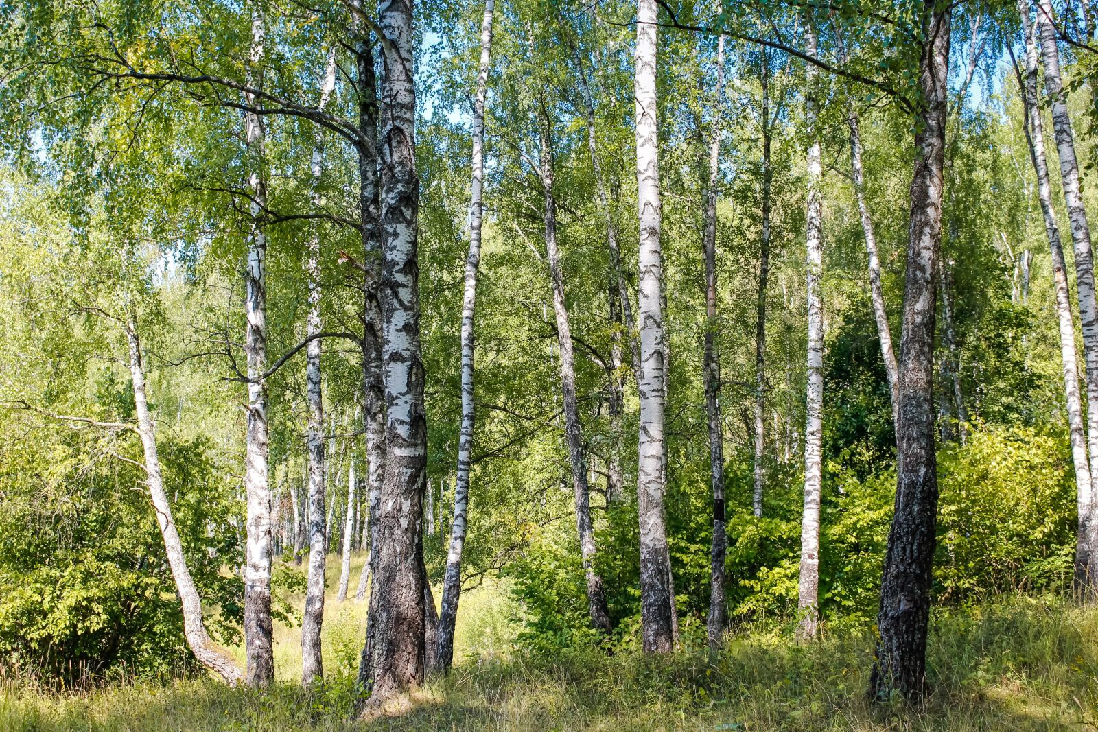 Canon EOS 100D (EOS Rebel SL1 / EOS Kiss X7) sample photo. Birch, grove, forest photography