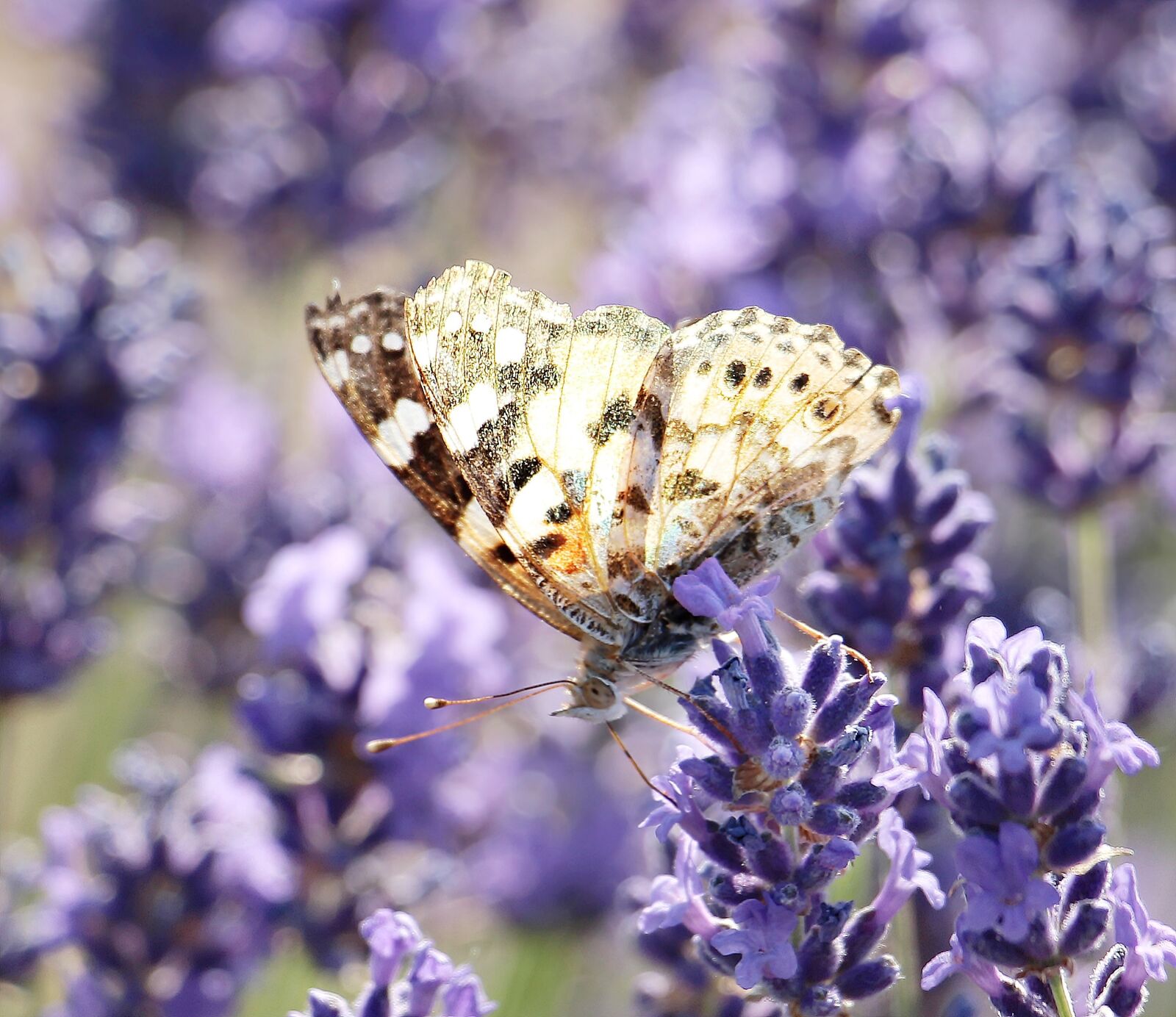 Canon EOS 100D (EOS Rebel SL1 / EOS Kiss X7) sample photo. Lavender, butterfly, nature photography