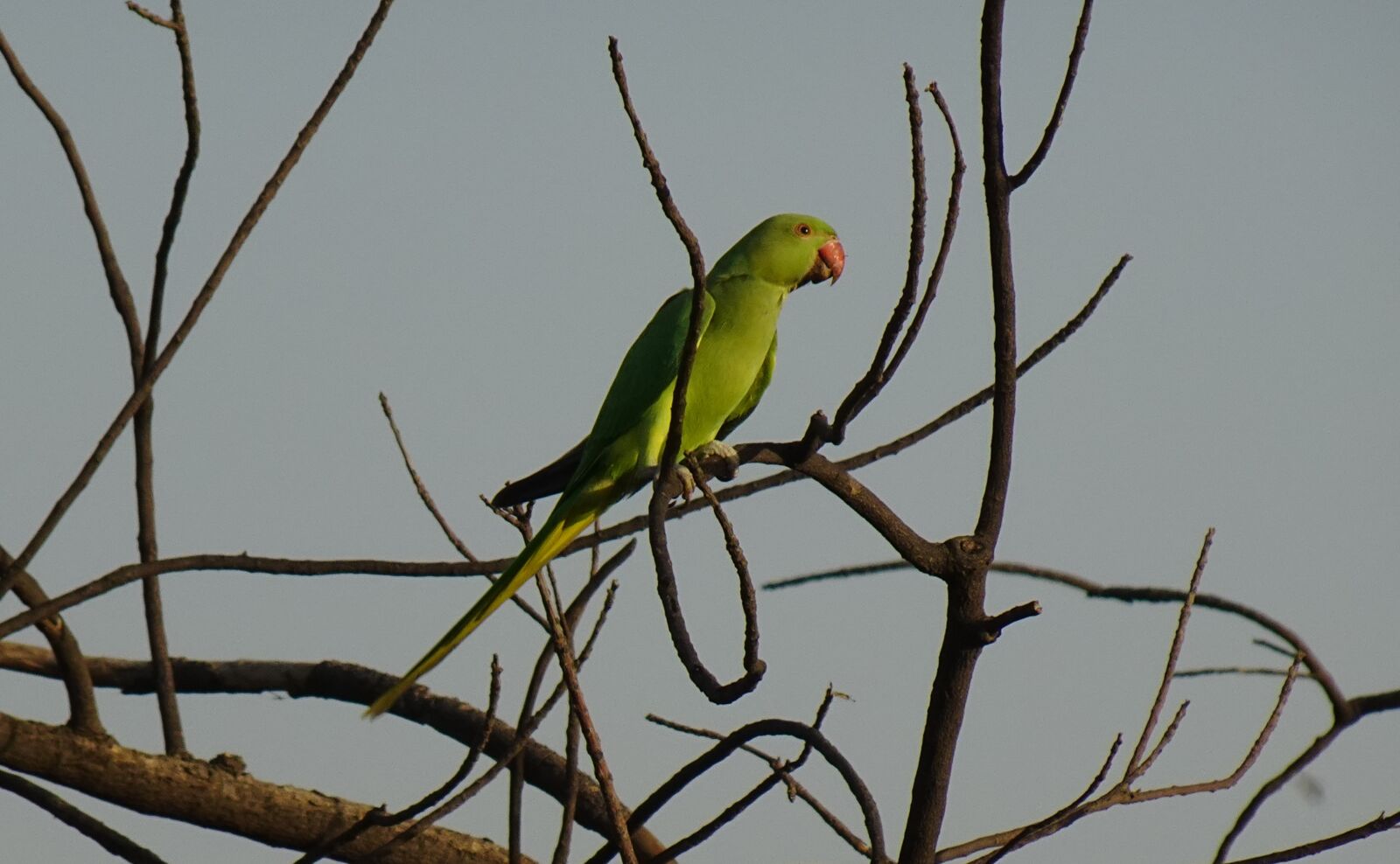 Sony DSC-WX800 sample photo. Bird, parakeet, green photography