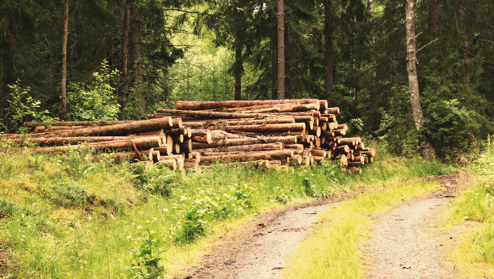 Canon EOS 77D (EOS 9000D / EOS 770D) sample photo. Logs, wood, lumber photography
