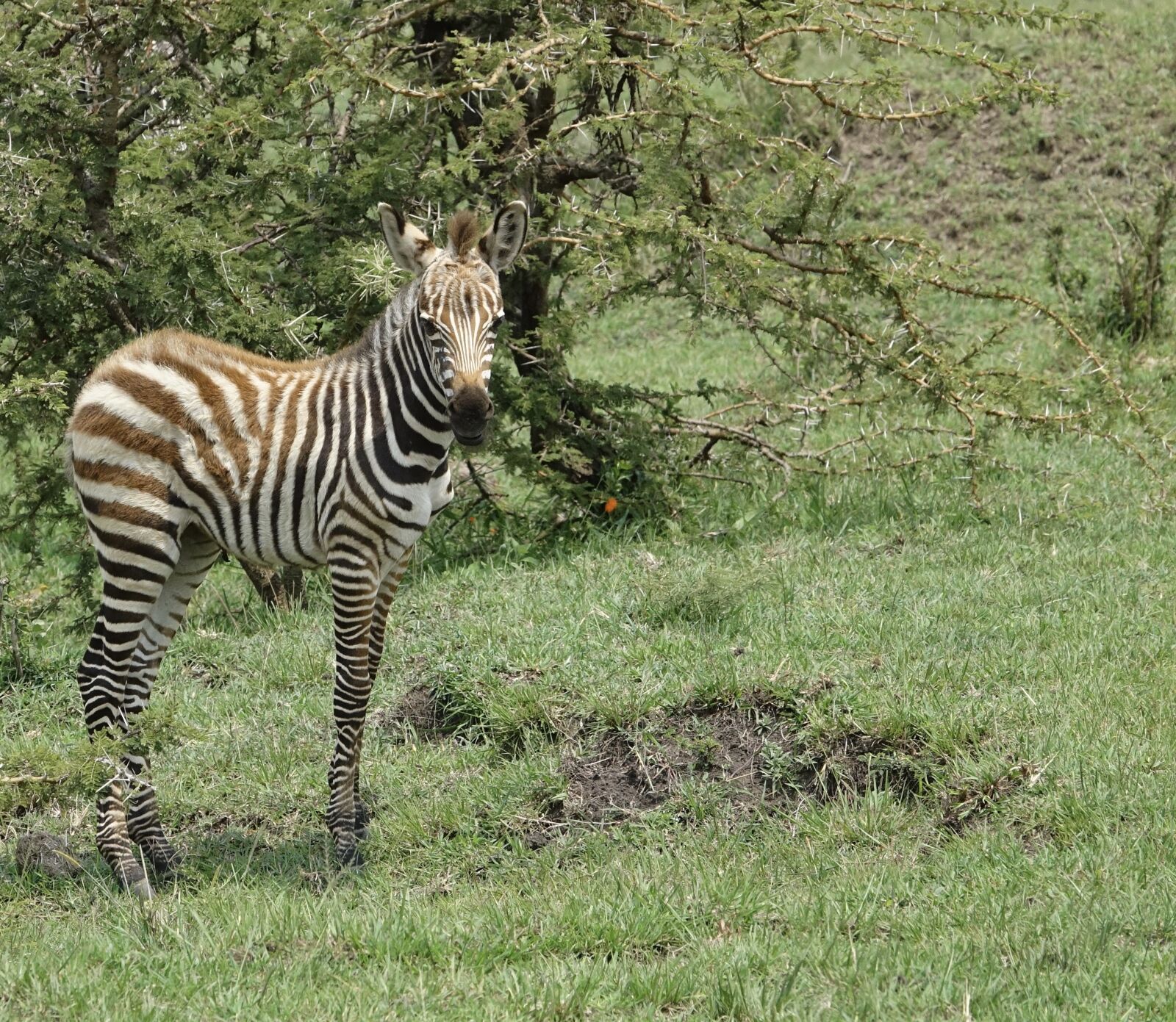 Sony Cyber-shot DSC-RX10 III sample photo. Wildlife, nature, mammal photography