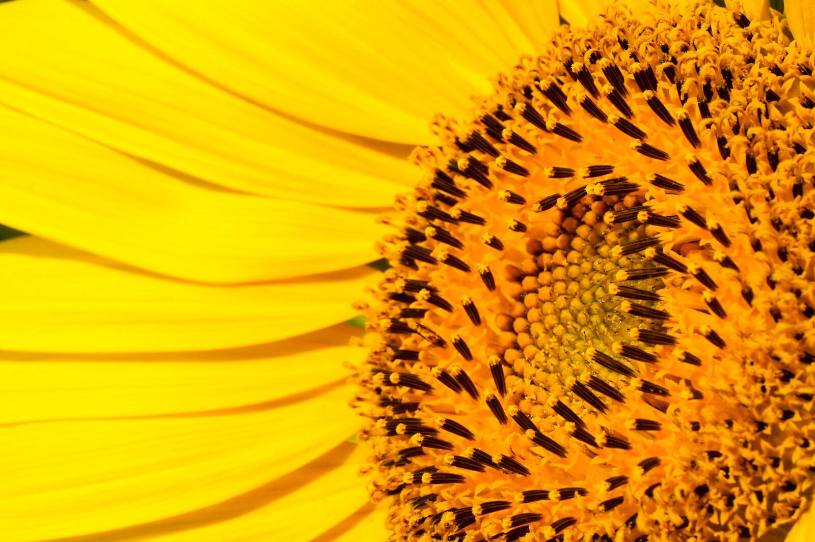 Sony Alpha a5000 (ILCE 5000) sample photo. Sunflower, yellow, pretty photography