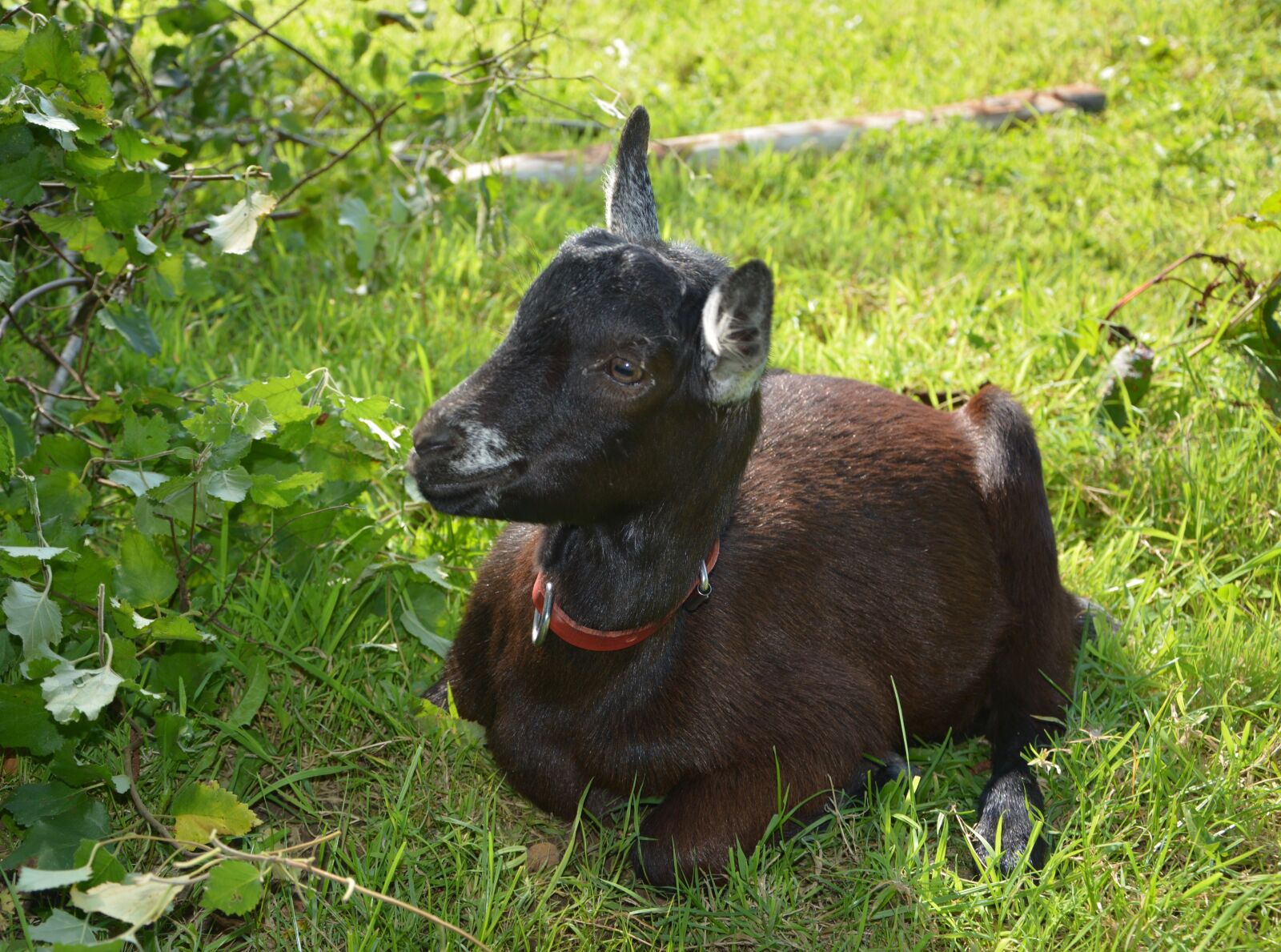Nikon D5200 sample photo. Goat alpine elongated, rest photography