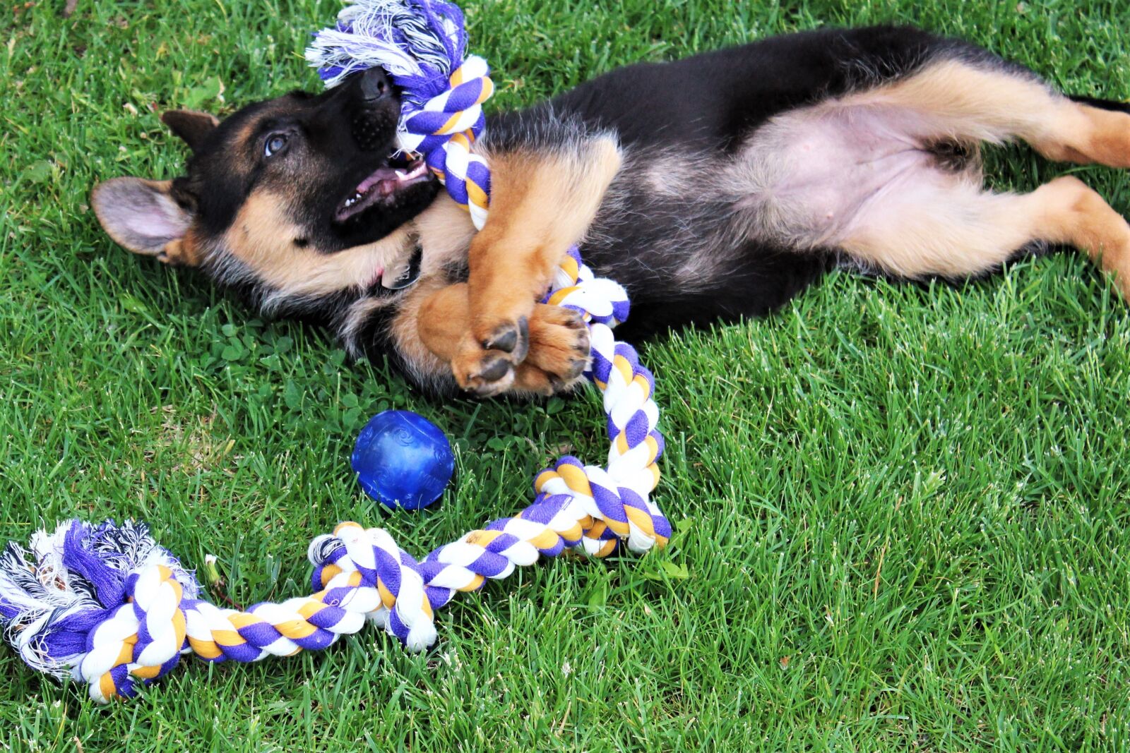 Canon EOS 1300D (EOS Rebel T6 / EOS Kiss X80) sample photo. Dog, puppy, german shepherd photography