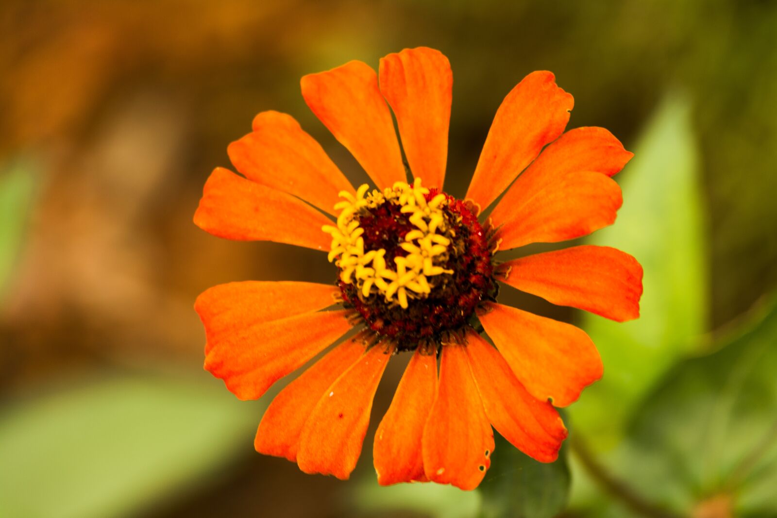 Nikon D5200 sample photo. Zinnia, orange, petals photography