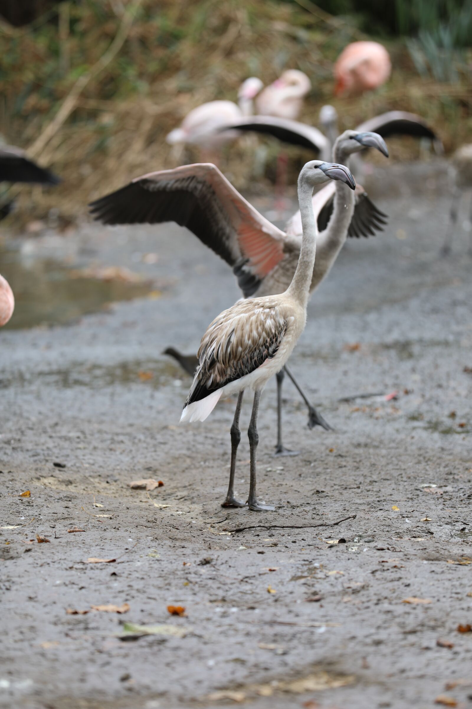 Canon EF 70-200mm F2.8L IS II USM sample photo. Flamingo, zoo, grey photography