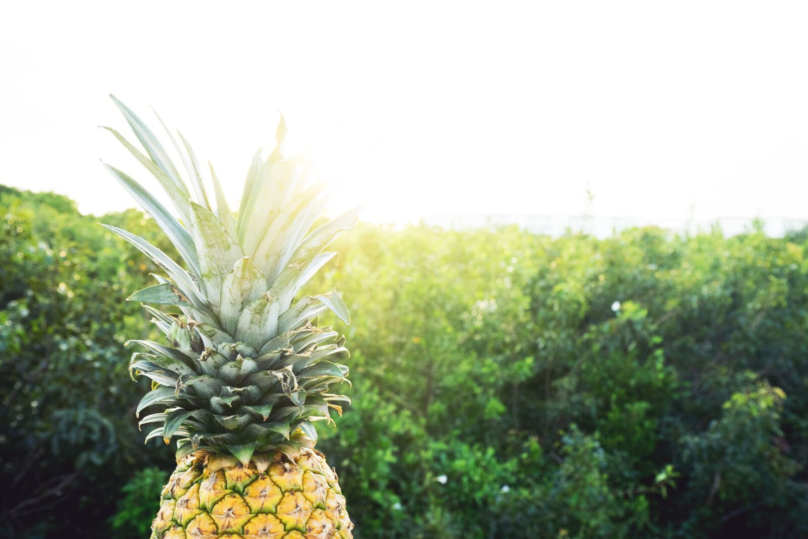 Sony a7 II + Sony FE 28-70mm F3.5-5.6 OSS sample photo. Fruit, golden, mexico photography