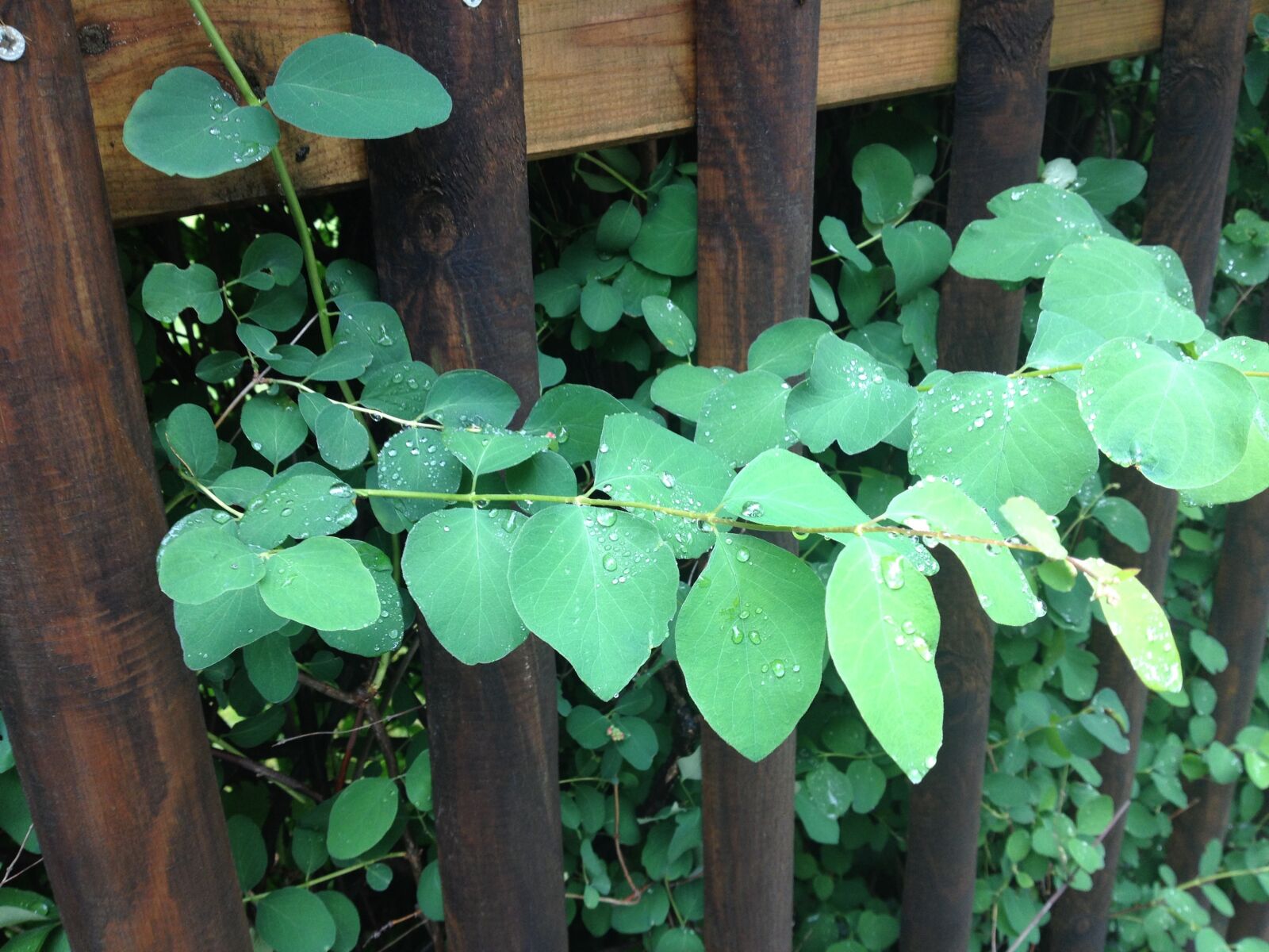 Apple iPhone 4S sample photo. Leaf, green, fence photography