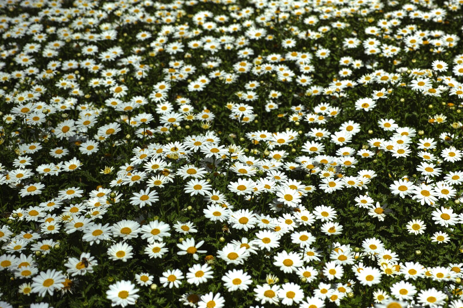 Sigma DP3 Merrill sample photo. Daisy, daisies, flower photography