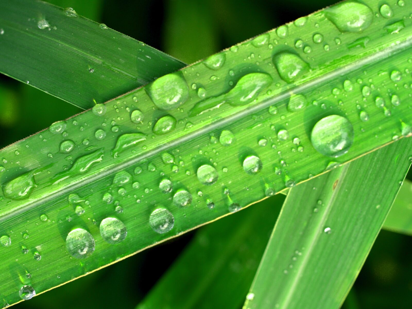 Olympus E-300 (EVOLT E-300) sample photo. Water, drops, leaf photography