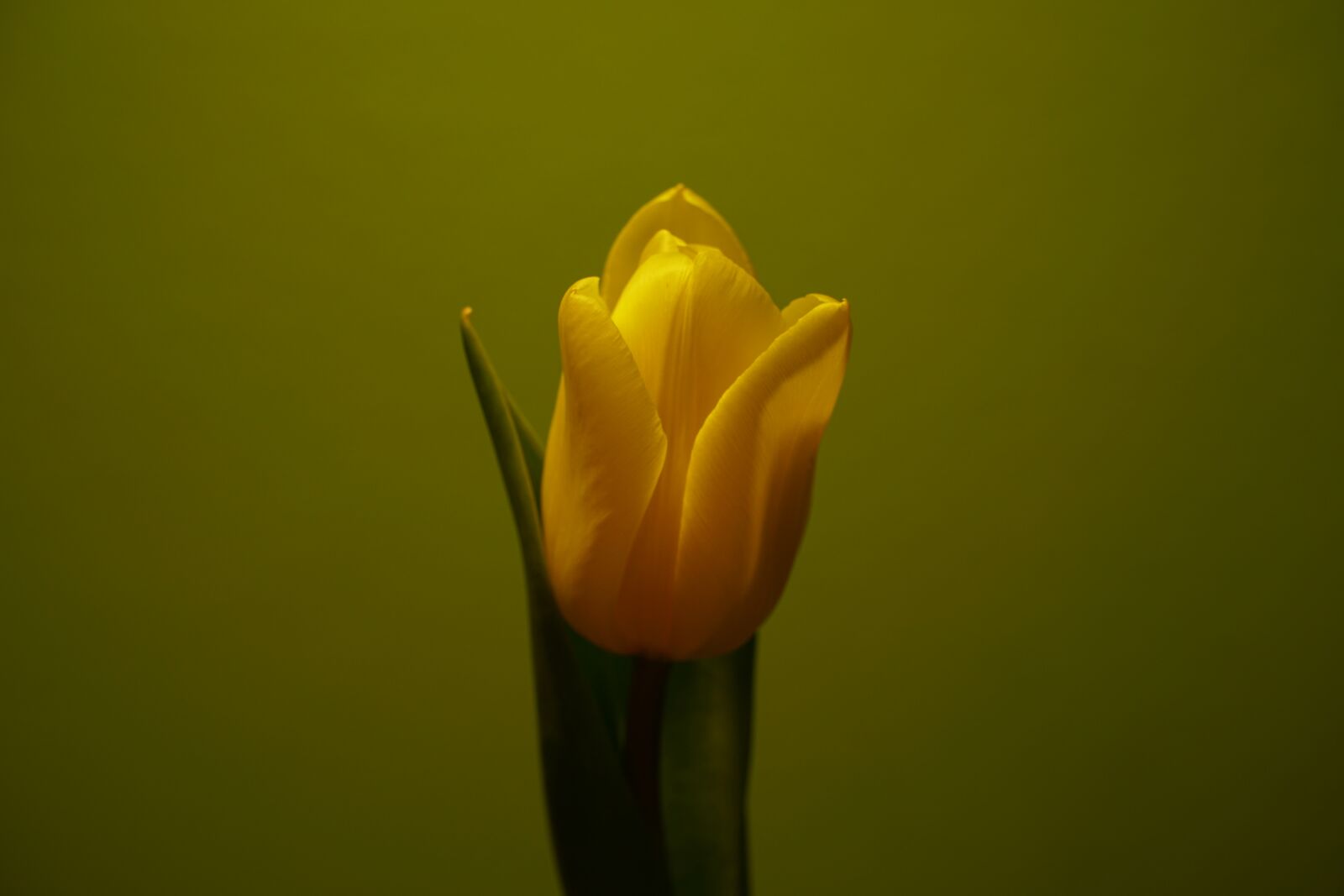 Sony a6300 + Sony E PZ 18-105mm F4 G OSS sample photo. Flower, tulip, plant photography