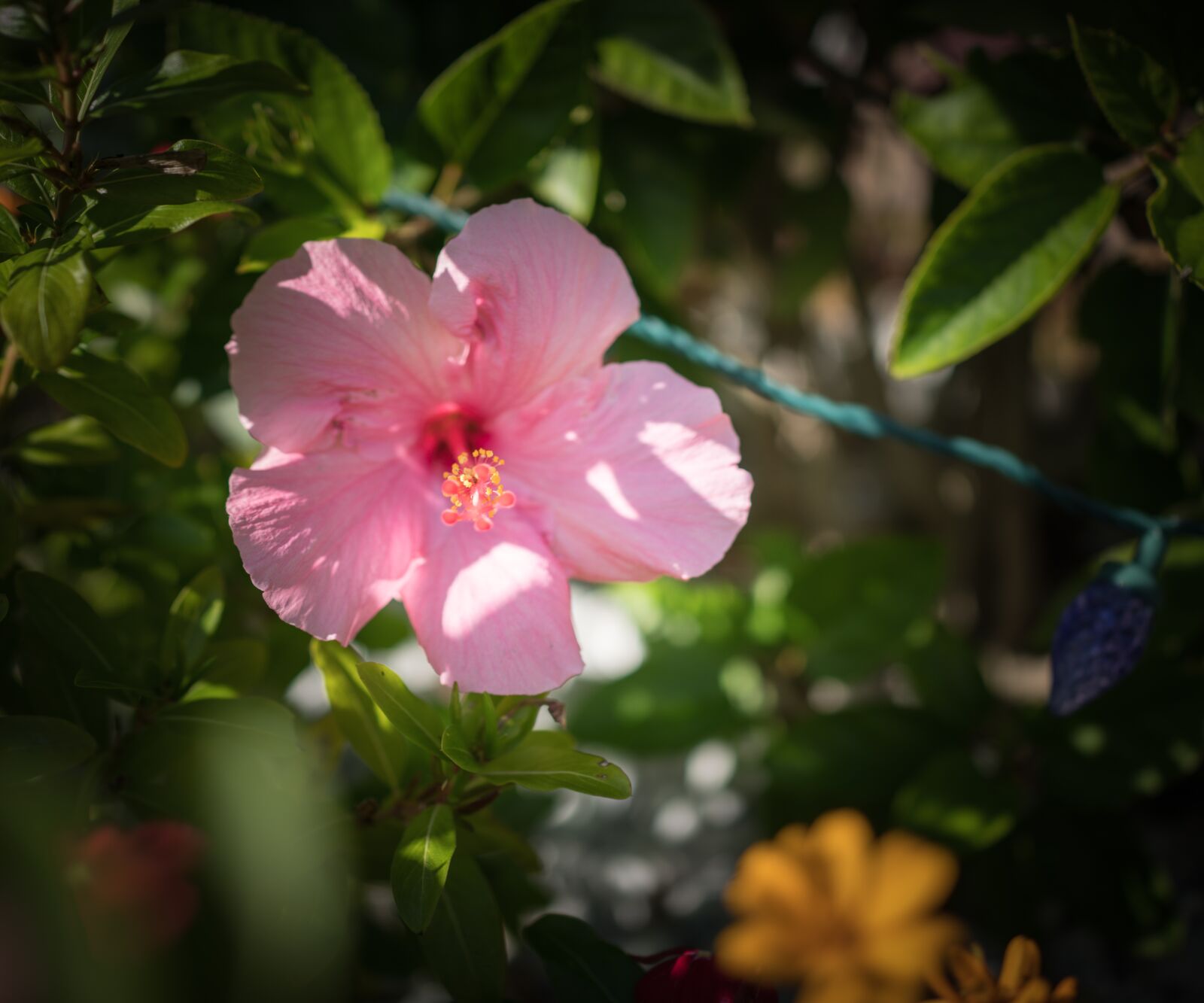 Sony Cyber-shot DSC-RX1R II sample photo. Pink hibiscus, flower, close photography