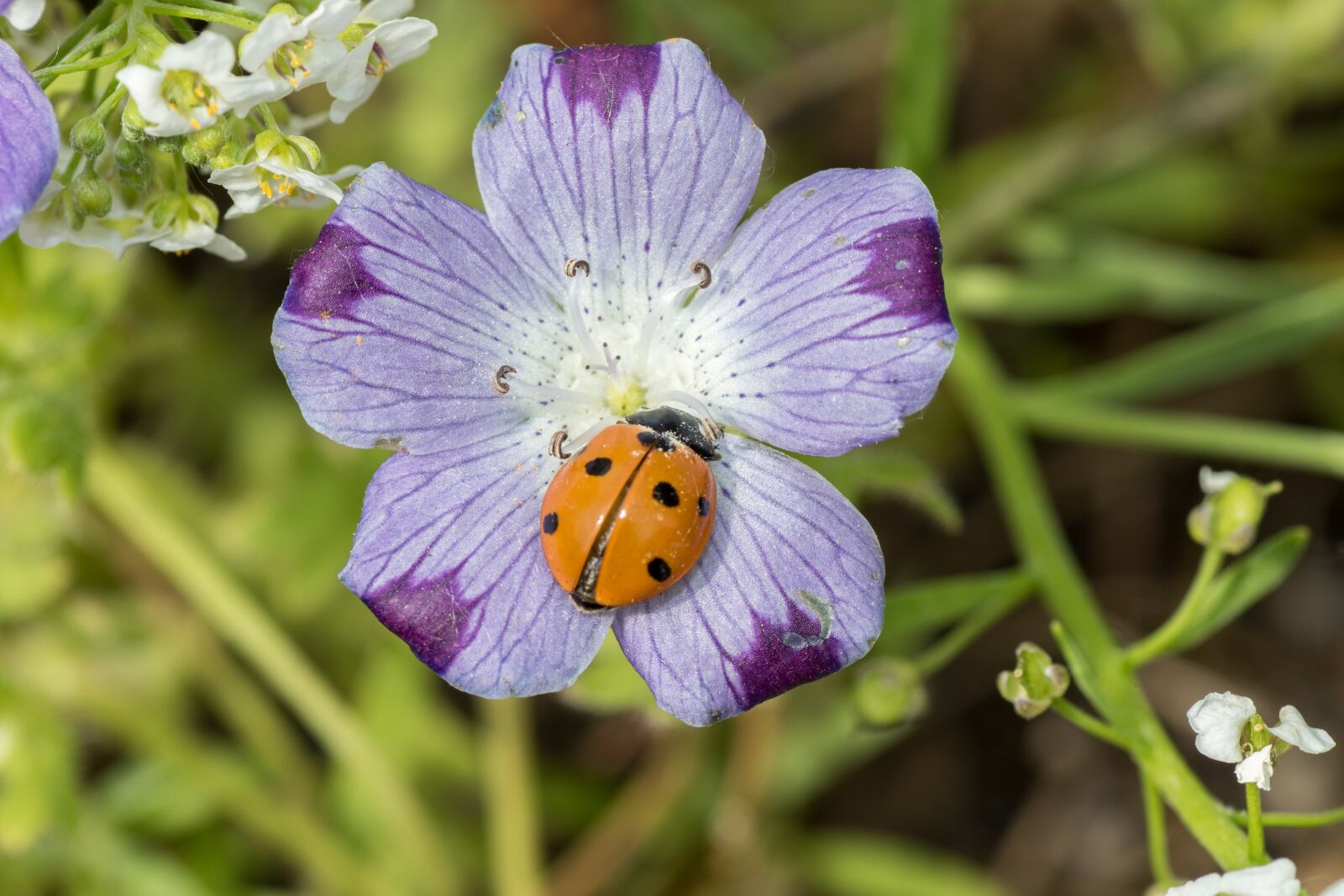 Canon EOS 7D Mark II sample photo. Ladybug, siebenpunkt, red photography