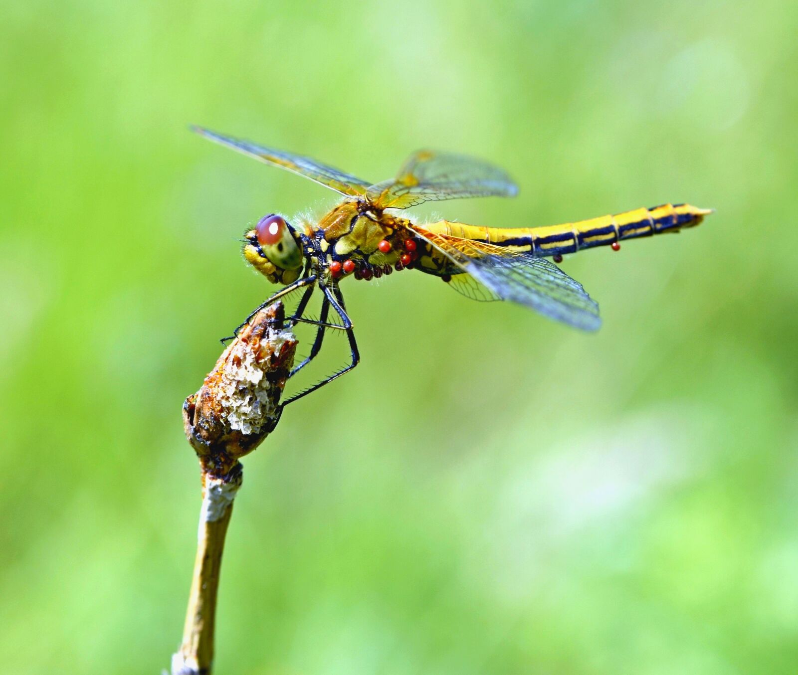 Nikon D5100 sample photo. Dragonfly, insect, macro photography