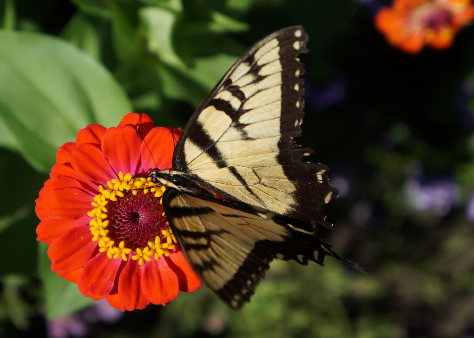 Sony Alpha NEX-F3 + Sony E 18-55mm F3.5-5.6 OSS sample photo. Butterfly, monarch, zinnia photography