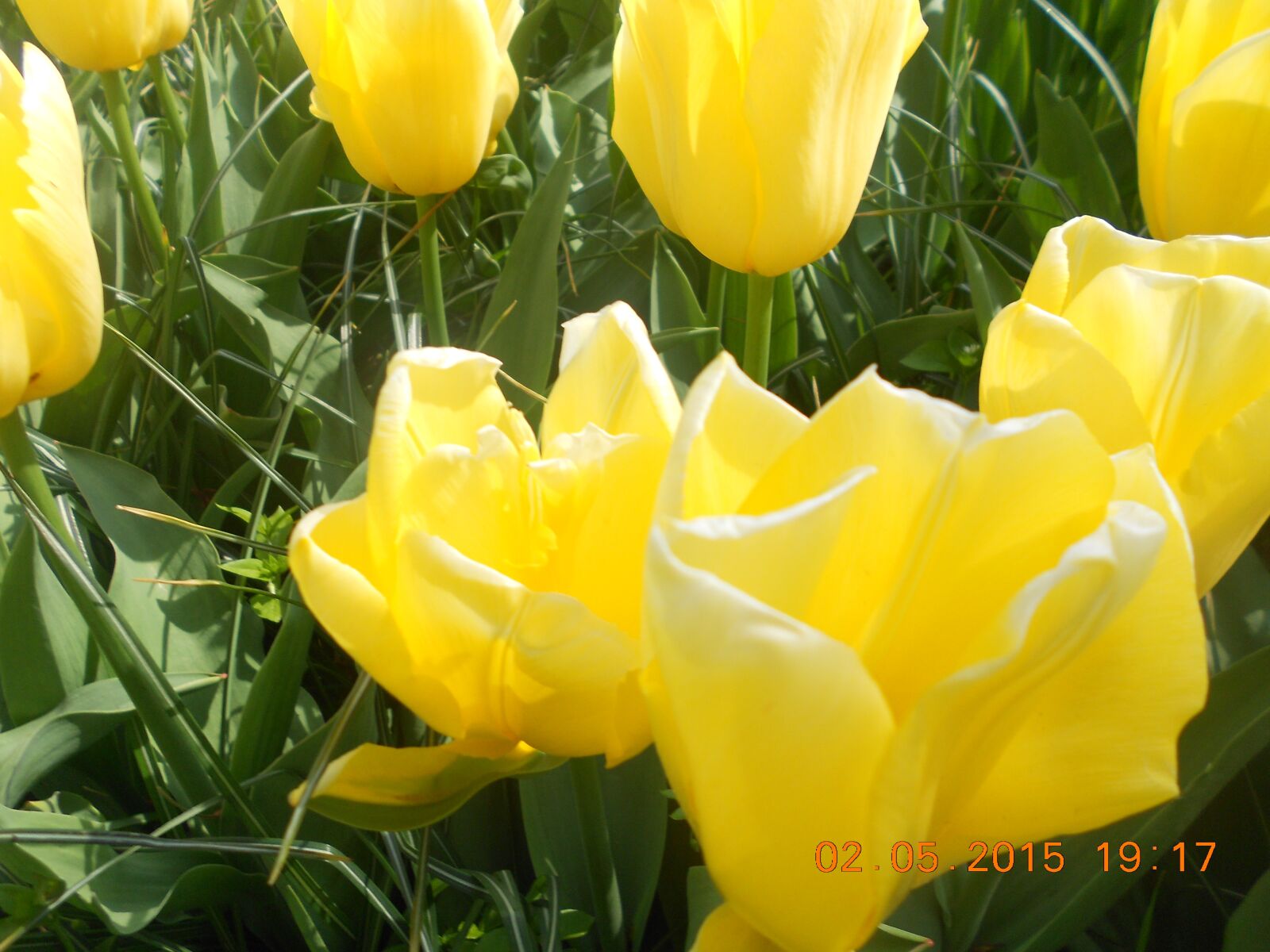 Nikon Coolpix S4100 sample photo. Tulip, yellow, floral photography