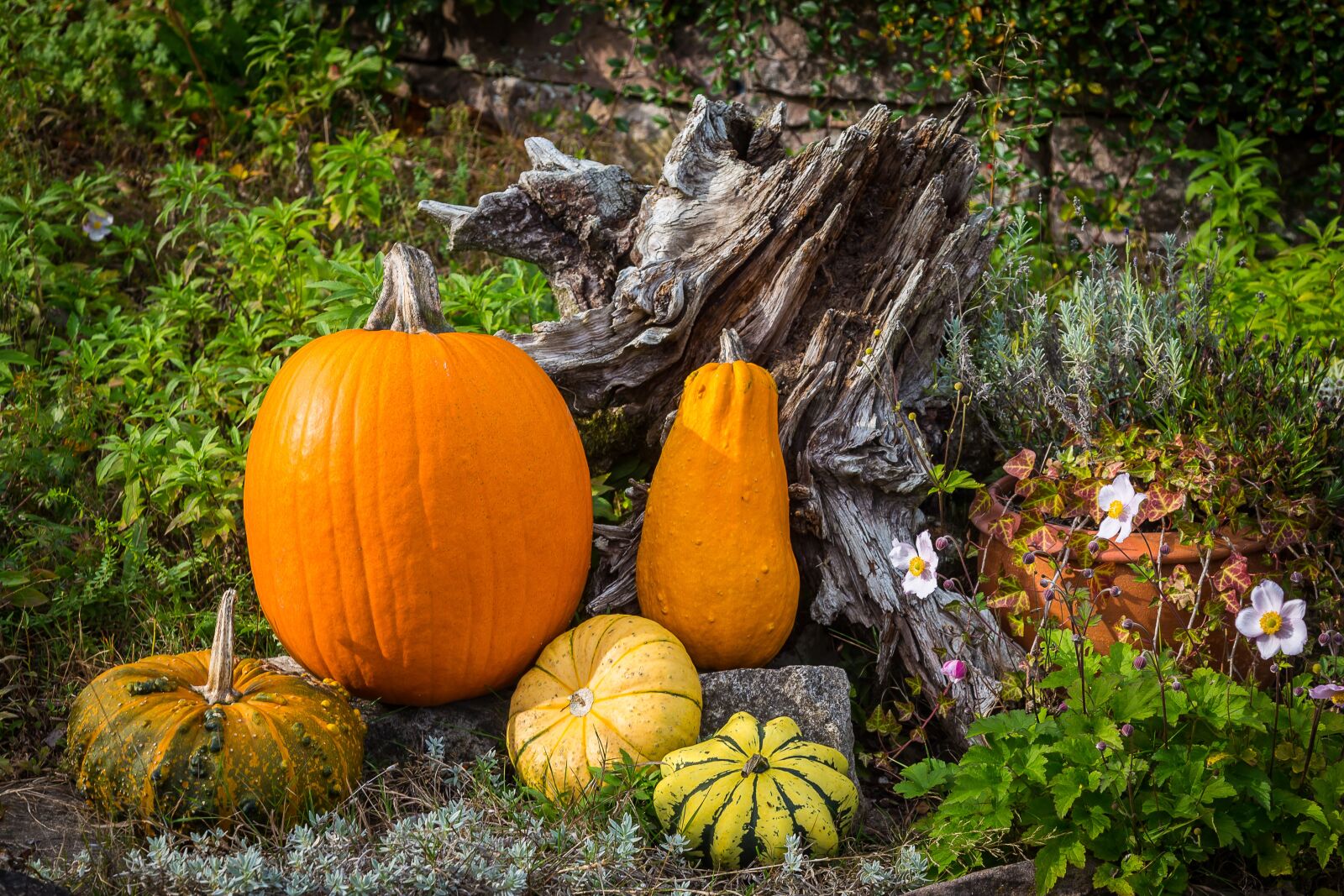 Canon EF 24-105mm F4L IS USM sample photo. Pumpkin, autumn, halloween photography