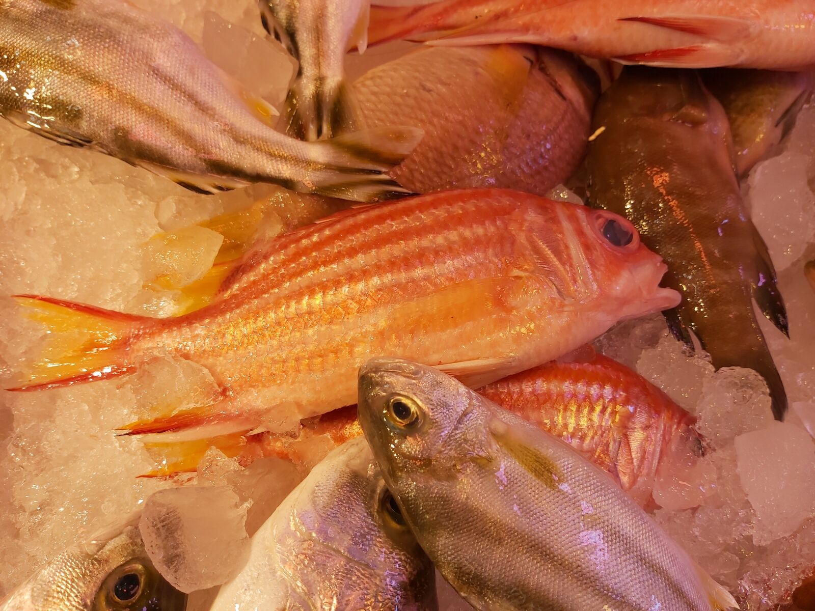Samsung Galaxy A70 sample photo. Soldierfish, sargocentron, reef fish photography