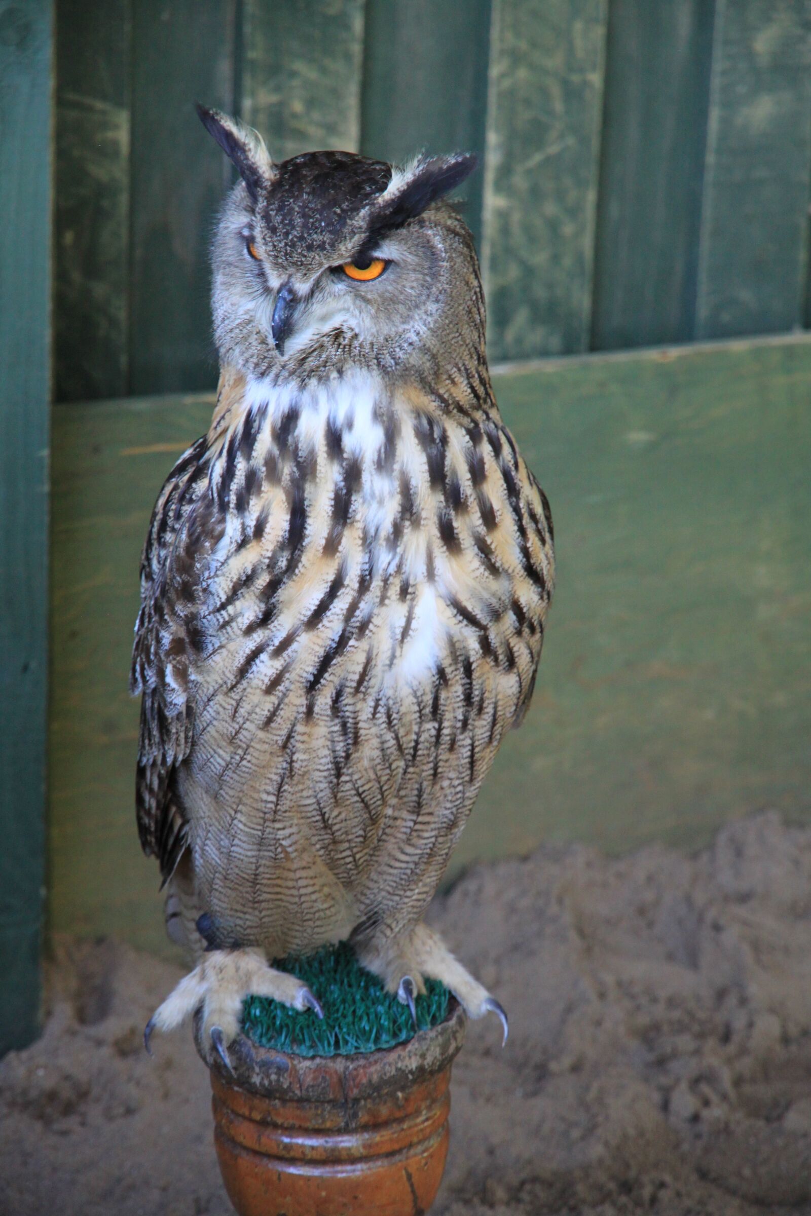 Canon EOS 500D (EOS Rebel T1i / EOS Kiss X3) sample photo. Bird, animal world, nature photography