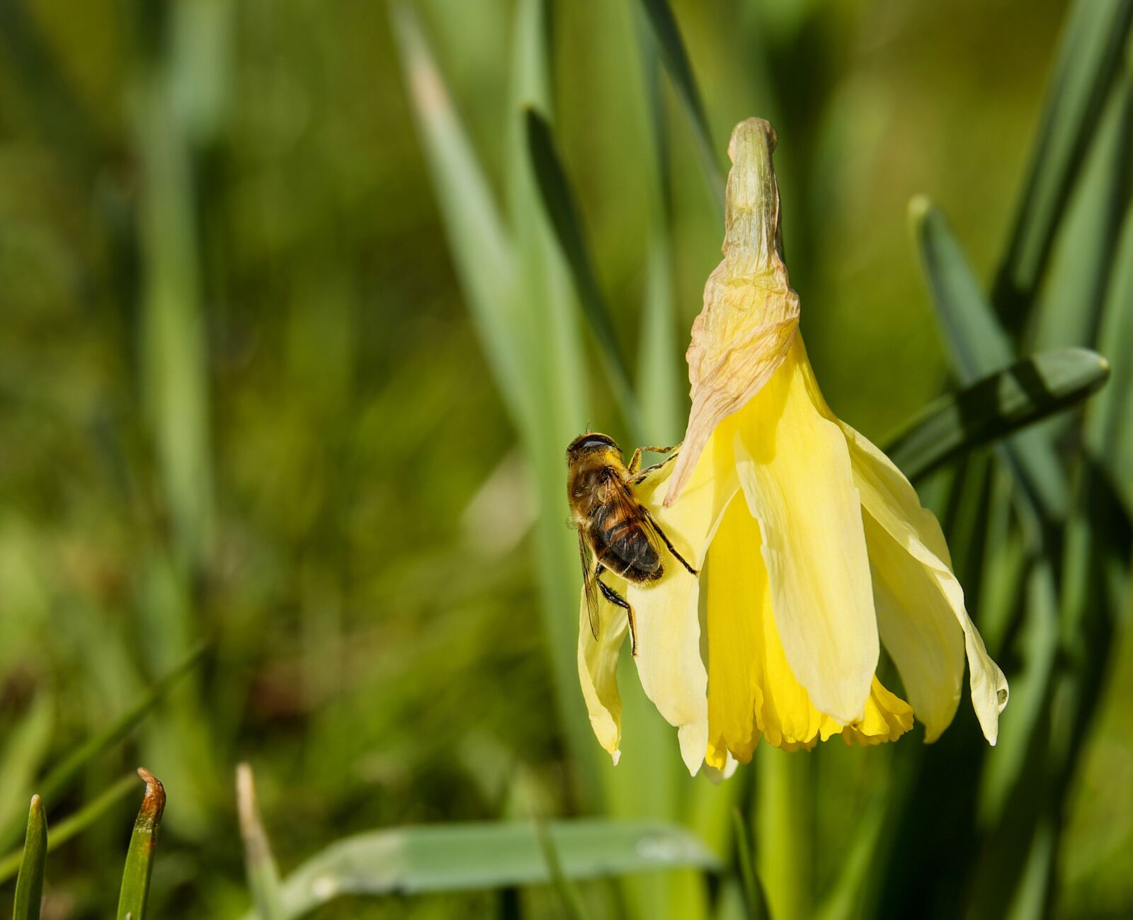 Fujifilm XF 55-200mm F3.5-4.8 R LM OIS sample photo. Bee, insect, daffodil photography