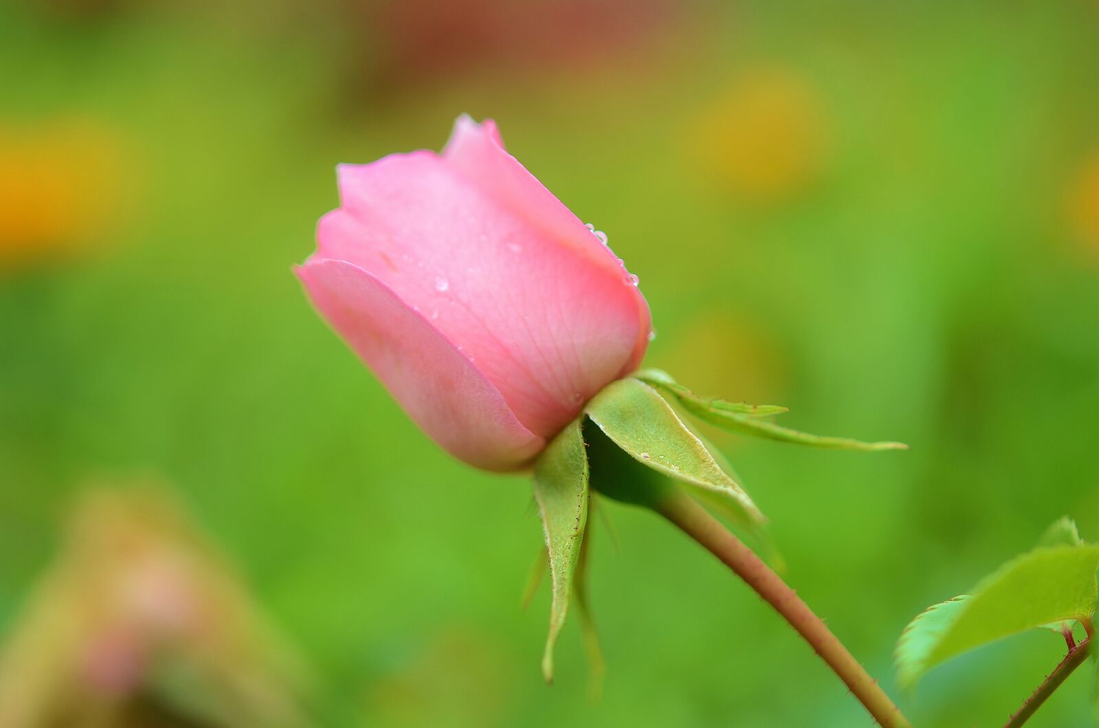 Nikon D7000 sample photo. Rose, flower, natur photography